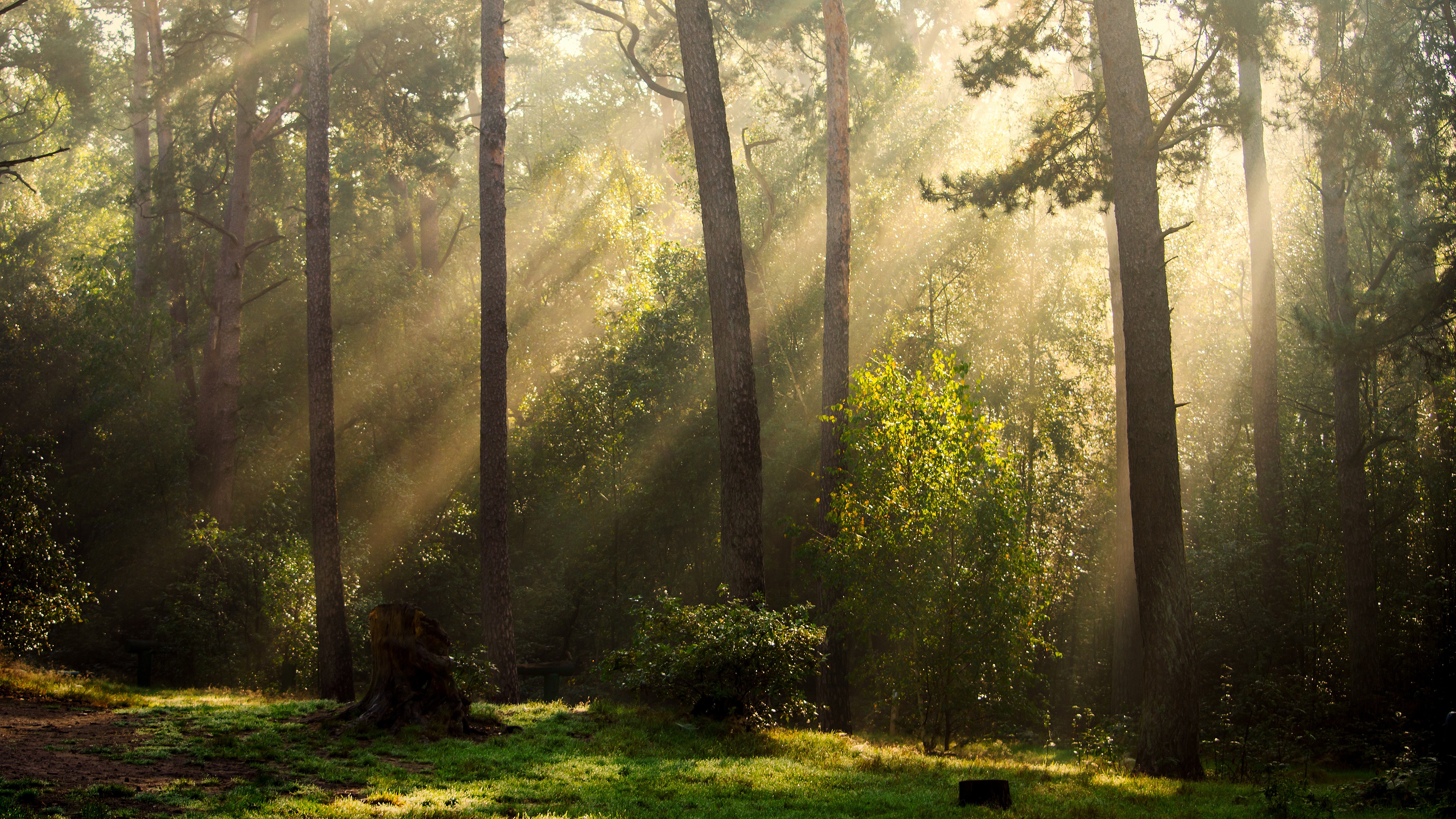 Free download wallpaper Pine, Bush, Forest, Fog, Earth, Trunk, Sunbeam on your PC desktop