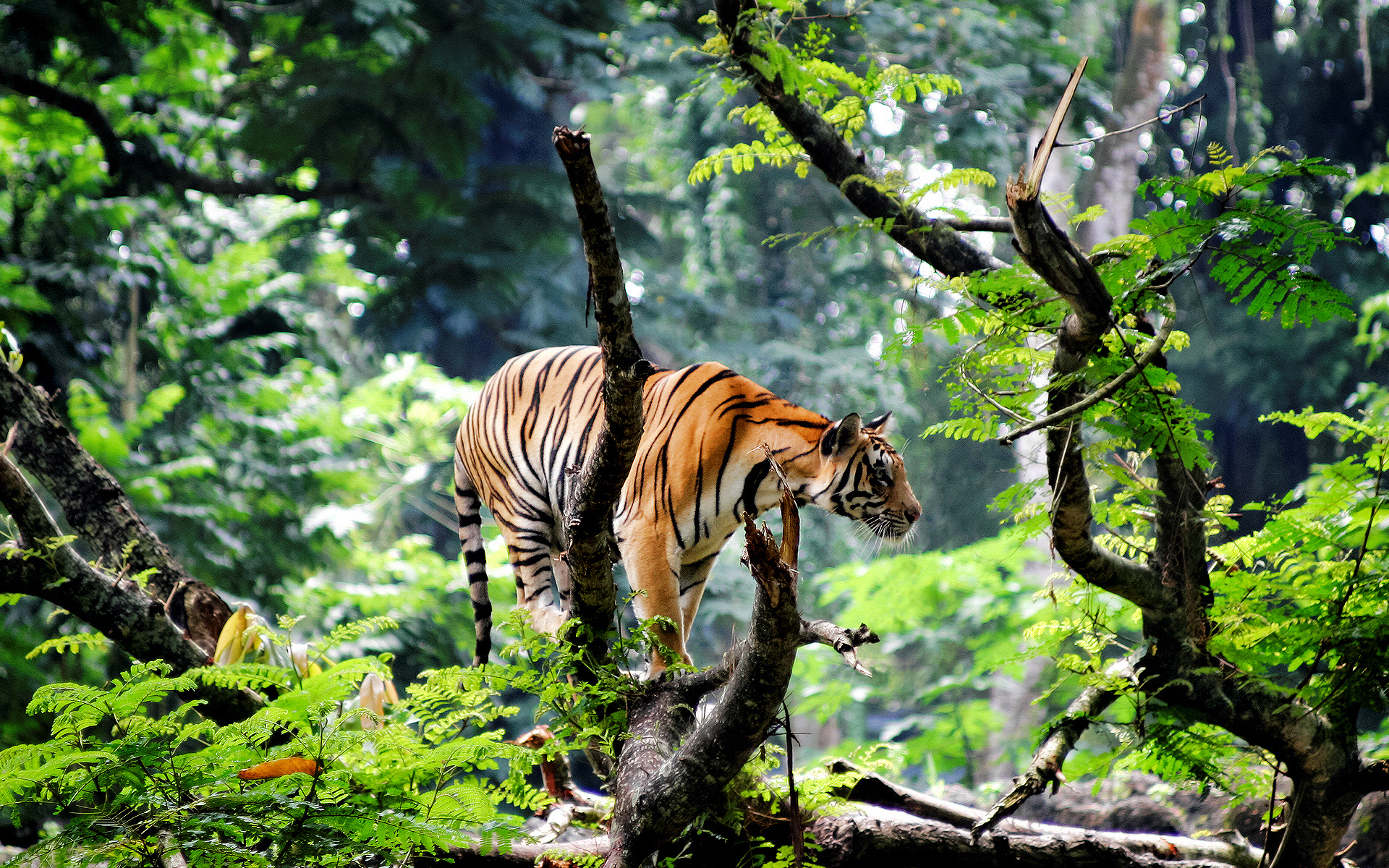 1499627 Hintergrundbild herunterladen tiere, tiger, wald, urwald - Bildschirmschoner und Bilder kostenlos