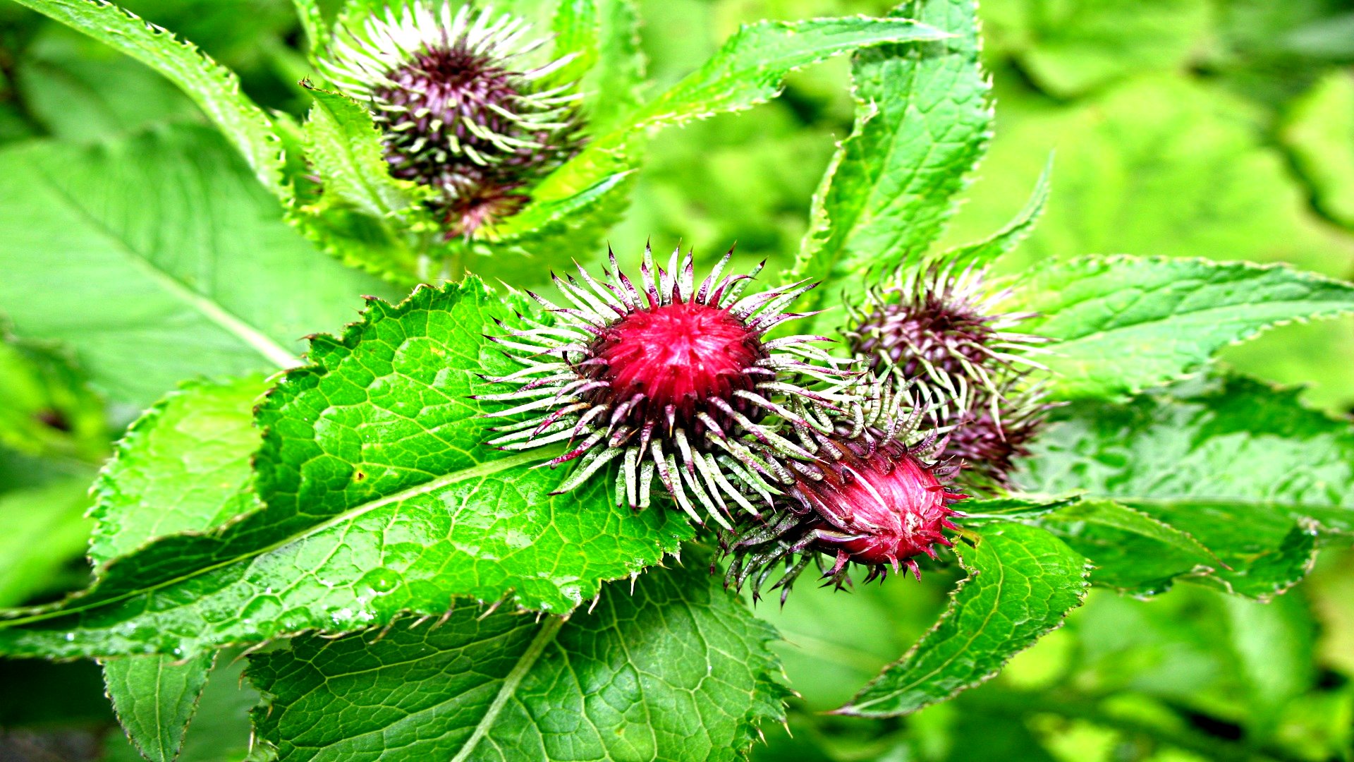 Baixe gratuitamente a imagem Flores, Flor, Terra/natureza na área de trabalho do seu PC