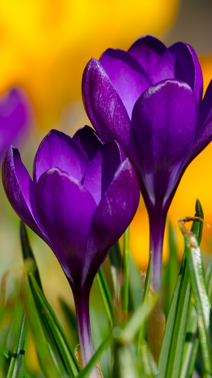 Download mobile wallpaper Nature, Flowers, Flower, Macro, Earth, Crocus, Purple Flower for free.