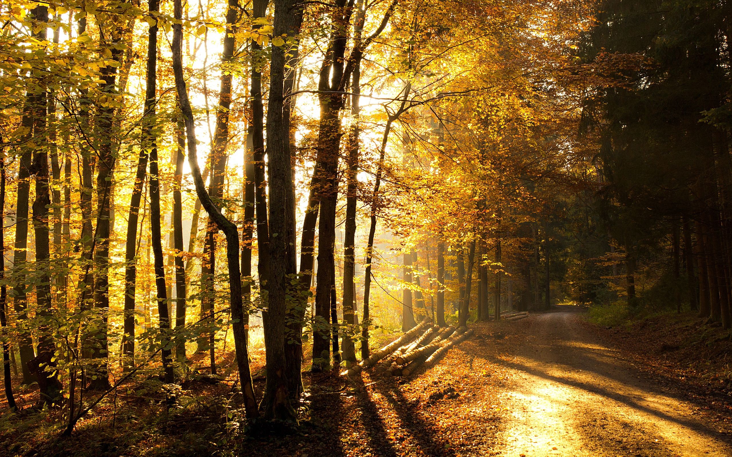 nature, trees, road, forest, sunlight, logs