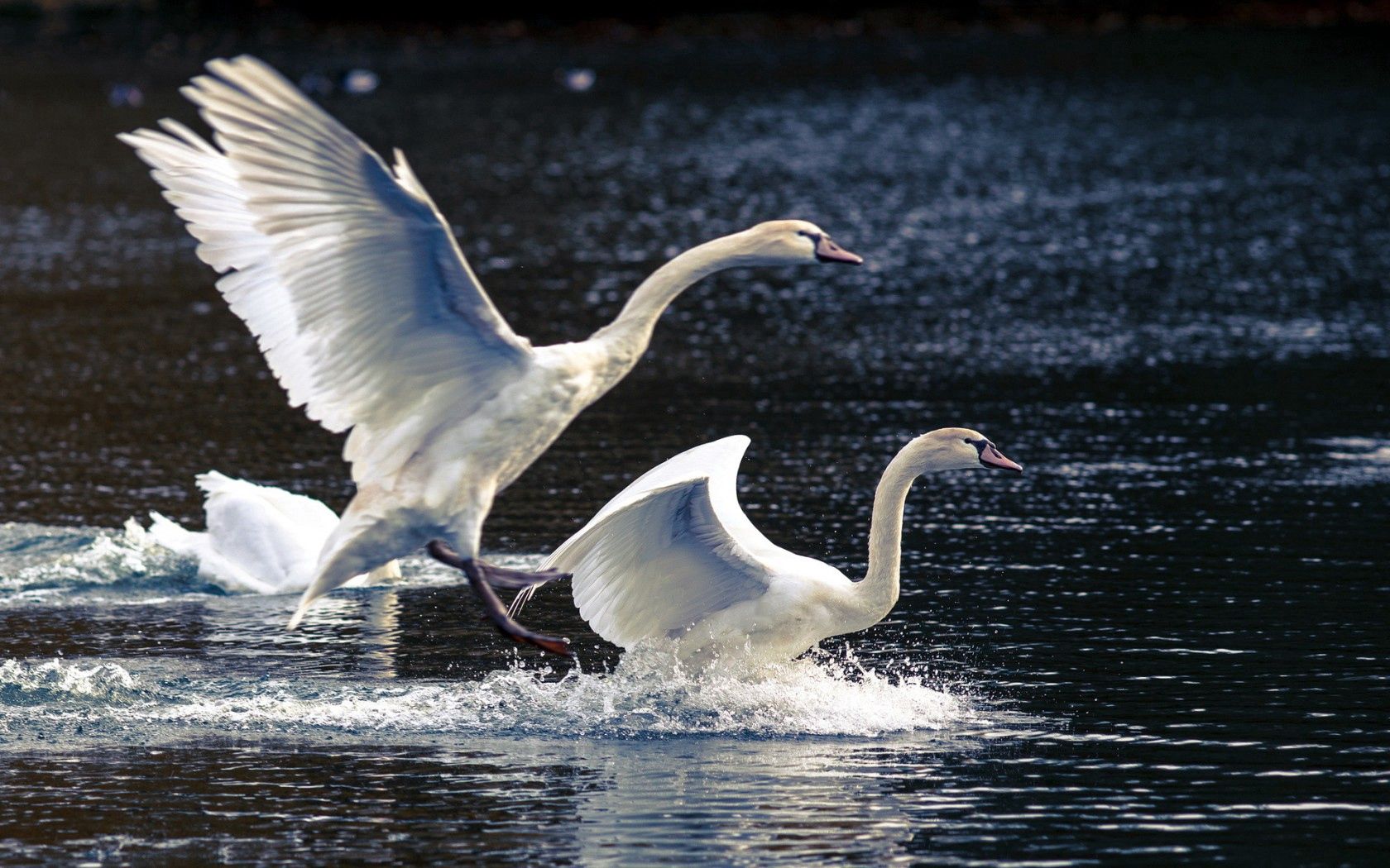 animals, nature, swans, lake