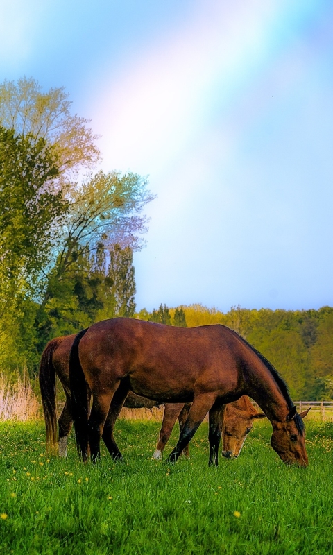 無料モバイル壁紙動物, 馬, 虹をダウンロードします。