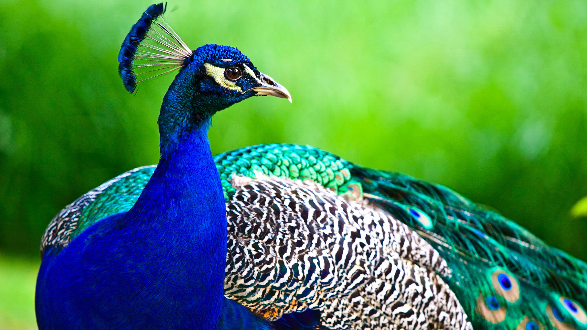 Download mobile wallpaper Animal, Peacock for free.