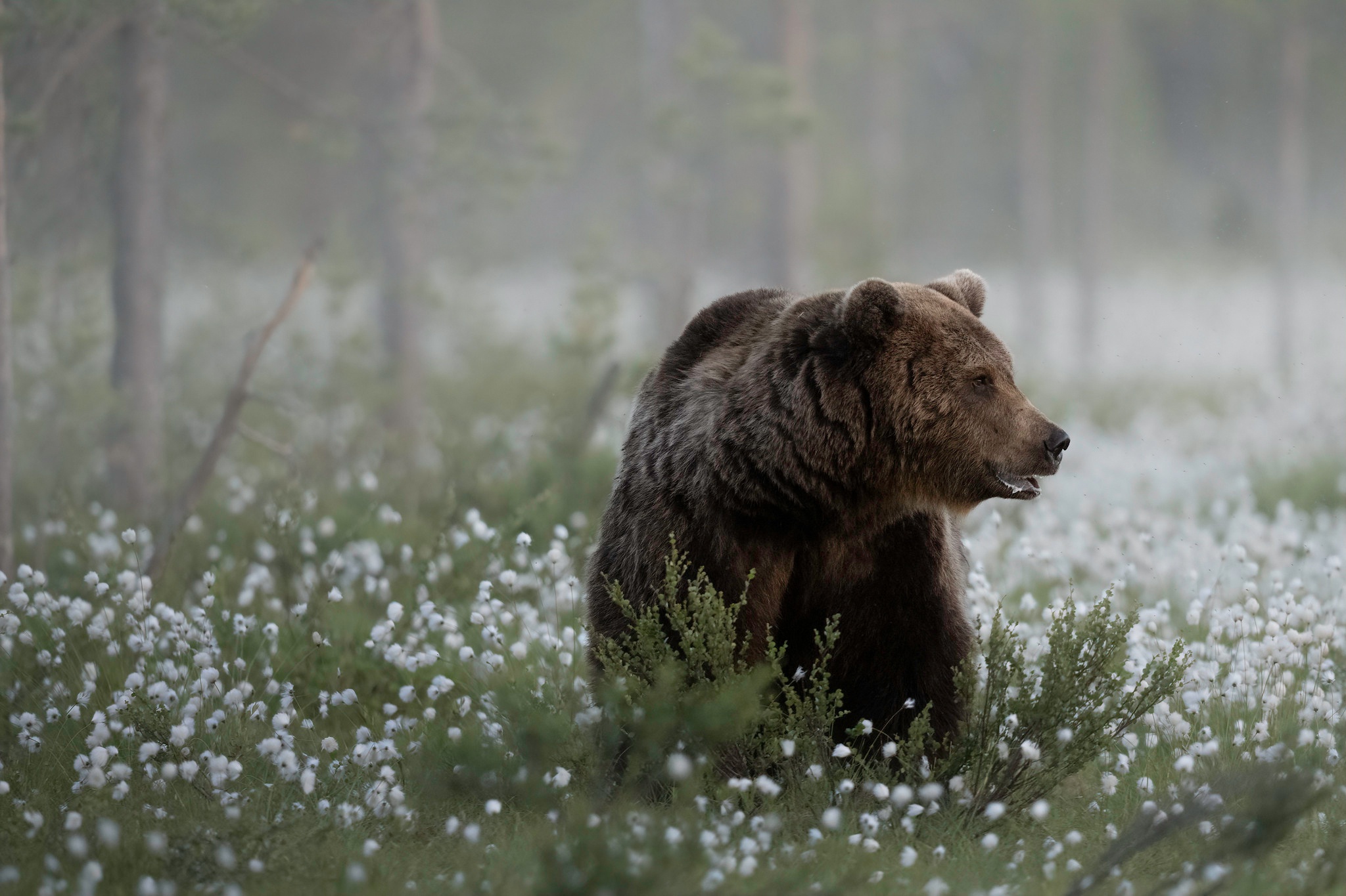 Descarga gratuita de fondo de pantalla para móvil de Animales, Oso, Osos.