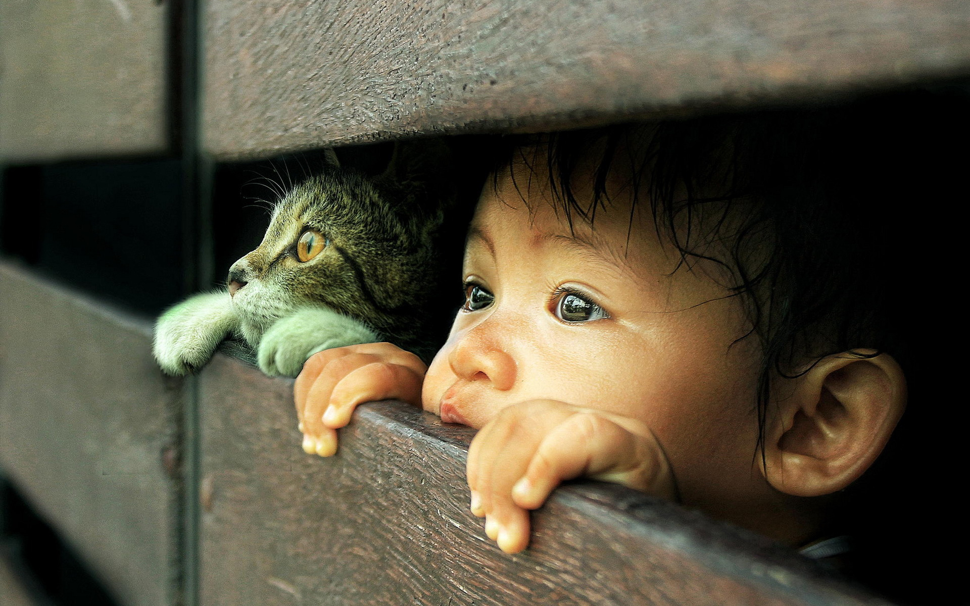 Free download wallpaper Cat, Child, Cute, Photography on your PC desktop