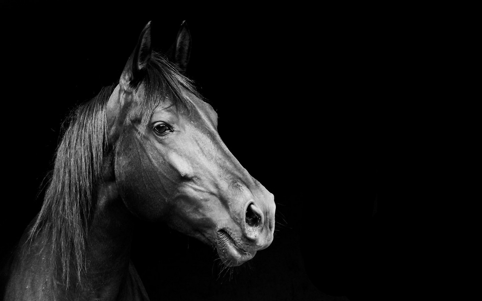 Download mobile wallpaper Animal, Horse for free.