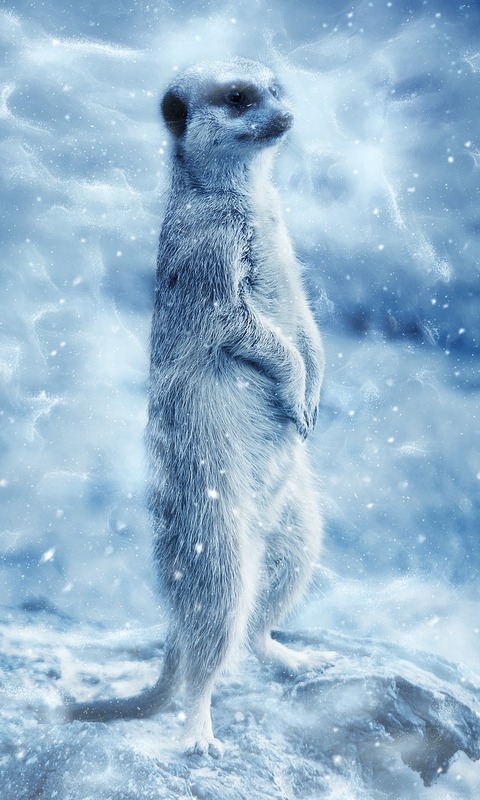 Download mobile wallpaper Animal, Meerkat, Snowfall for free.