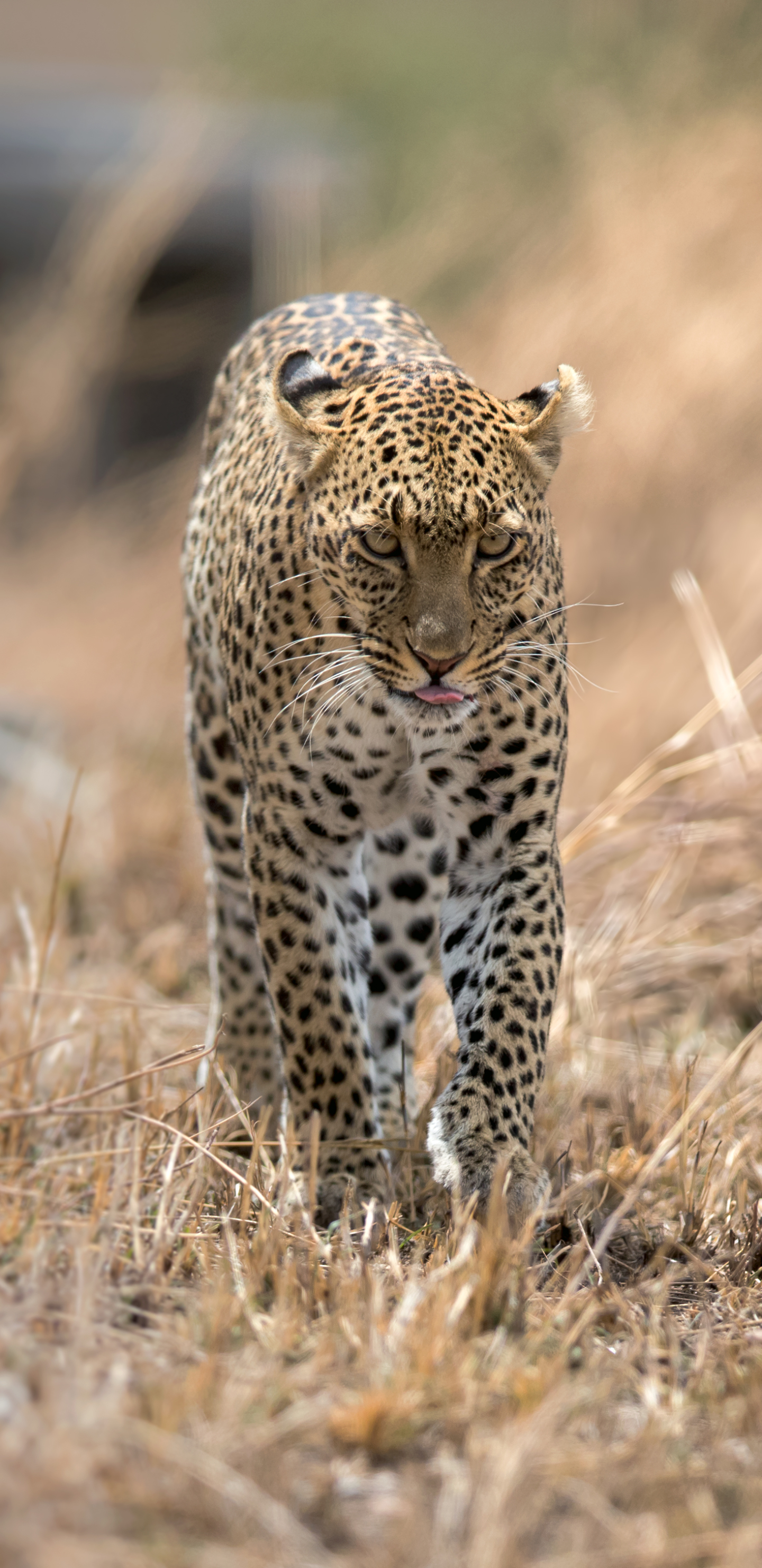 Descarga gratuita de fondo de pantalla para móvil de Animales, Gatos, Gato, Leopardo.