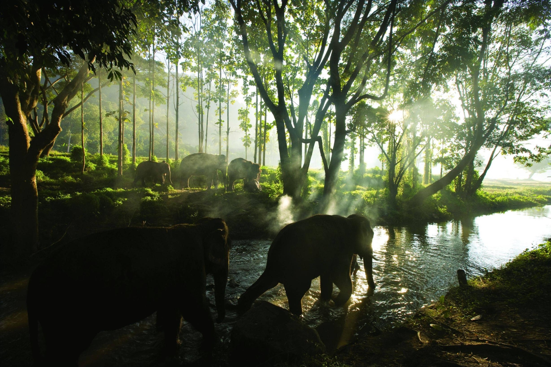 248131 Hintergrundbild herunterladen tiere, asiatischer elefant, elefanten - Bildschirmschoner und Bilder kostenlos