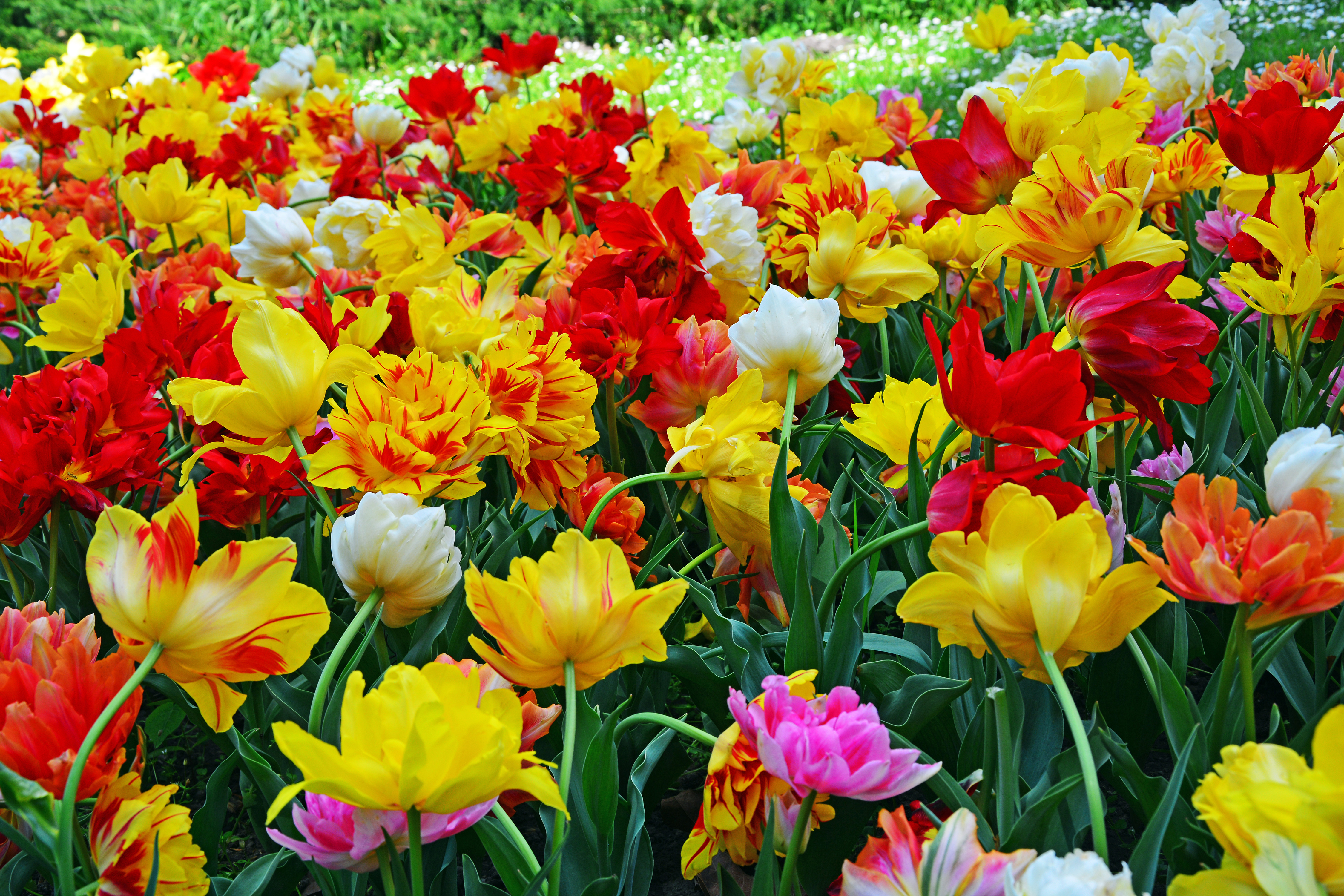 Download mobile wallpaper Flowers, Flower, Earth, Colorful, Tulip, Yellow Flower, White Flower, Red Flower for free.