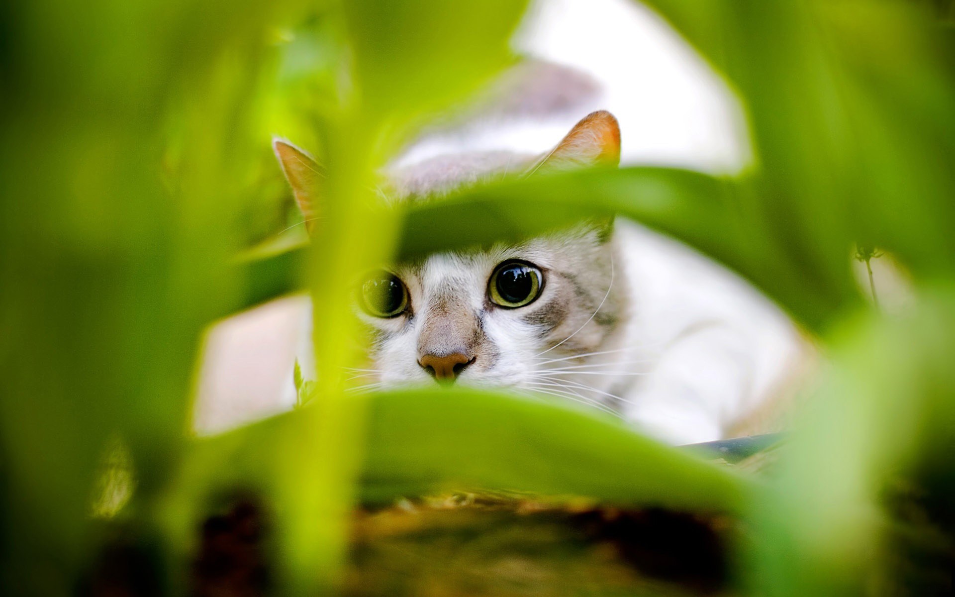 Baixe gratuitamente a imagem Gato, Gatos, Animais na área de trabalho do seu PC