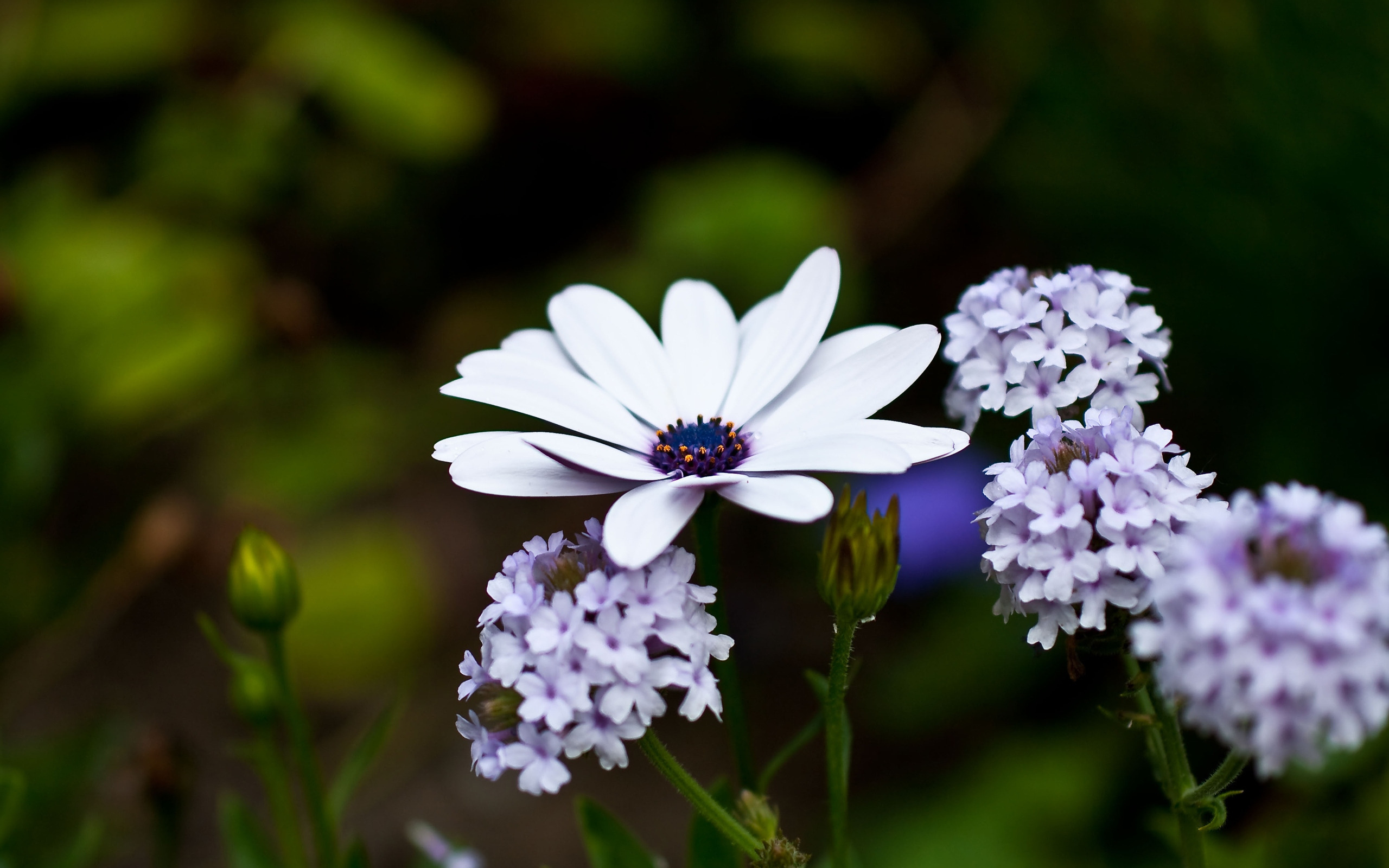 Laden Sie das Blumen, Blume, Makro, Farben, Lila, Erde/natur, Planze-Bild kostenlos auf Ihren PC-Desktop herunter