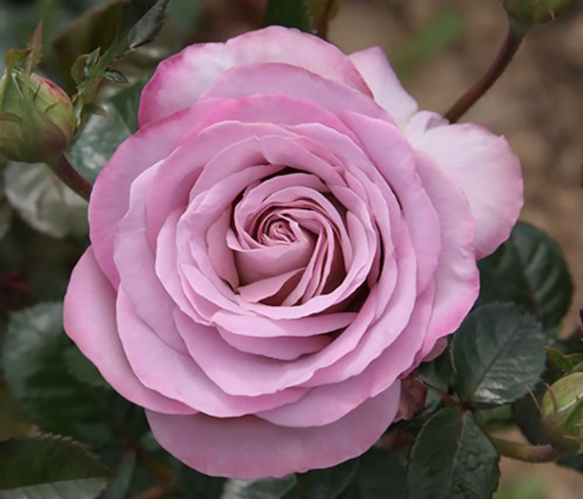 Téléchargez gratuitement l'image Fleurs, Rose, Fleur, Feuille, Terre/nature, Fleur Rose sur le bureau de votre PC