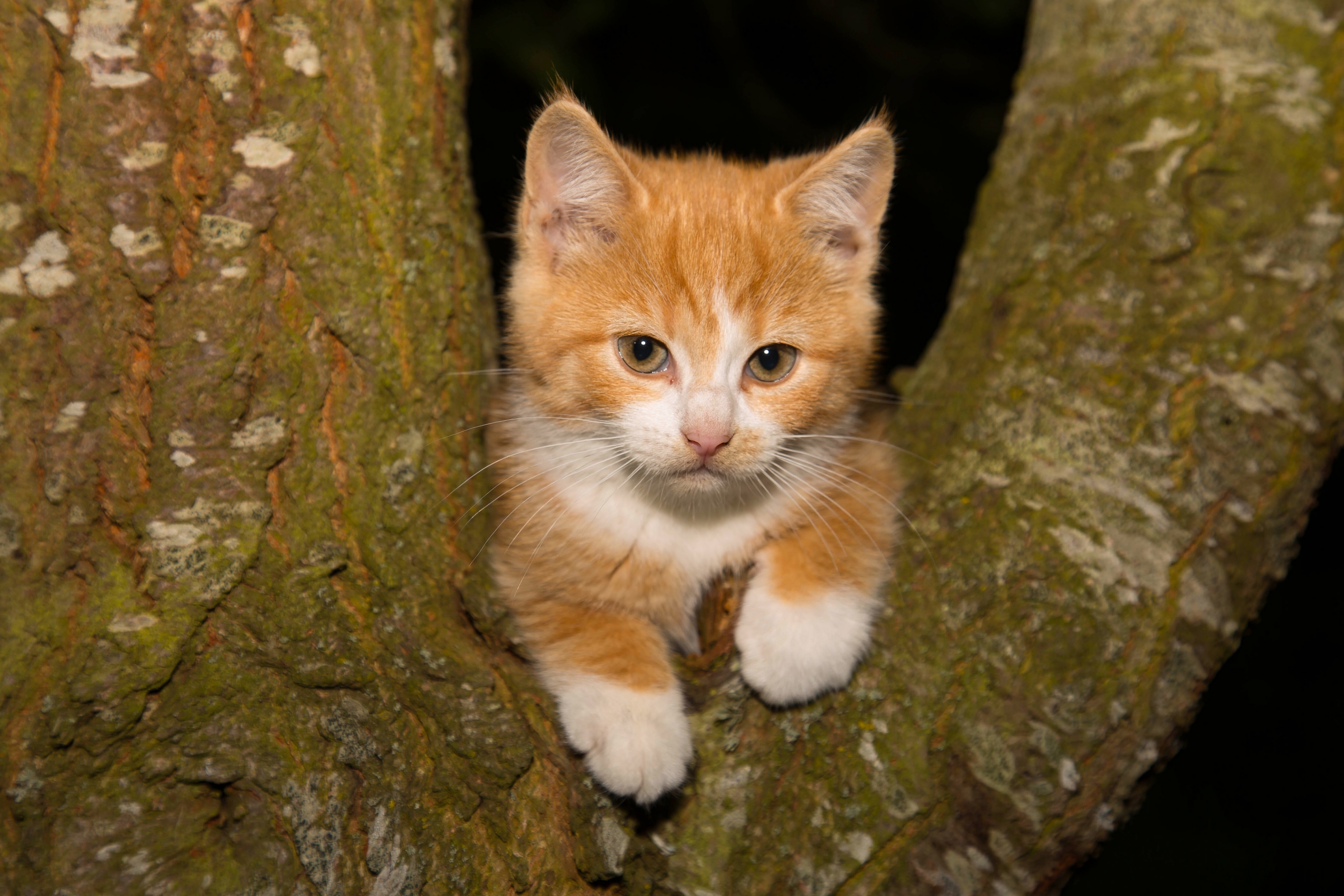 Descarga gratuita de fondo de pantalla para móvil de Animales, Gatos, Gato, Gatito, Bebe Animal.