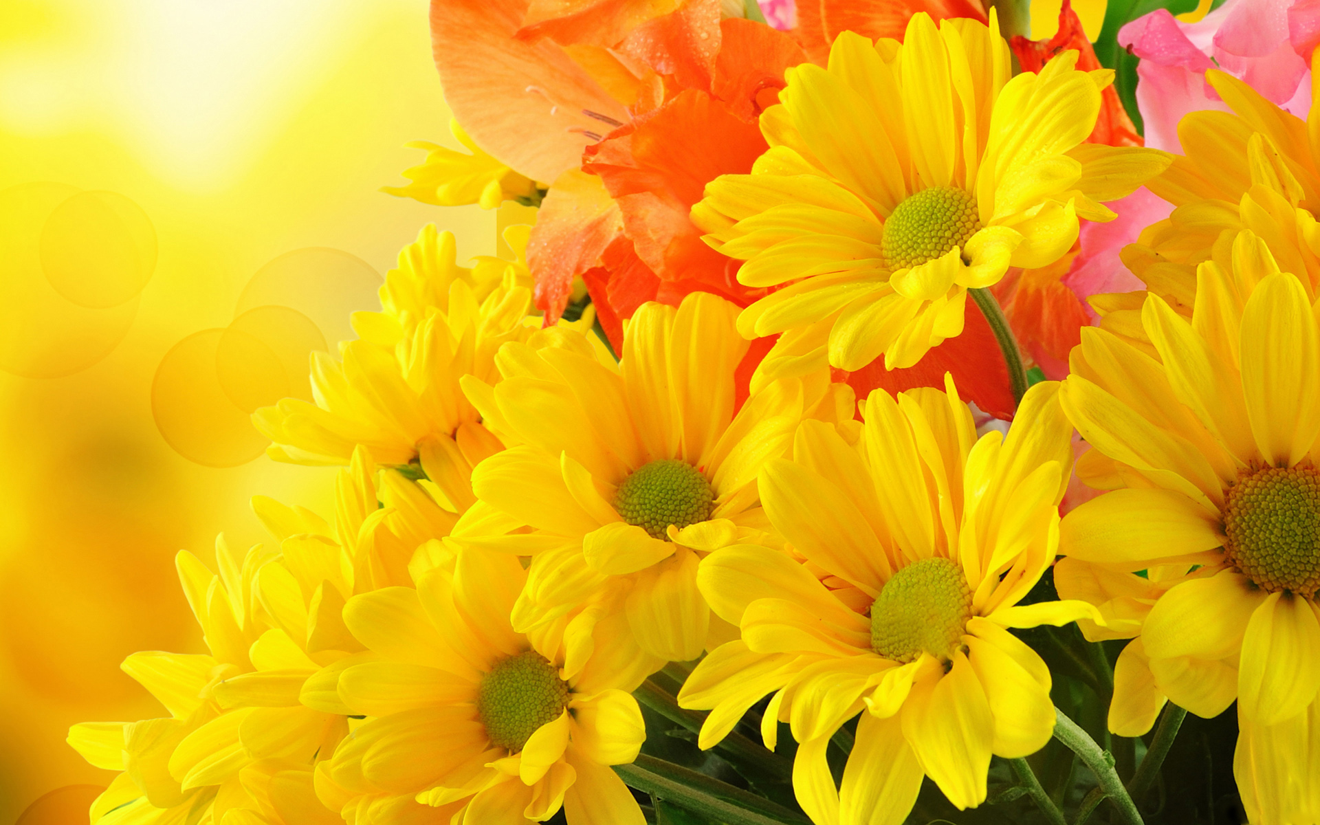 無料モバイル壁紙フラワーズ, 花, 地球, 色, カラフル, デイジー, 黄色い花をダウンロードします。
