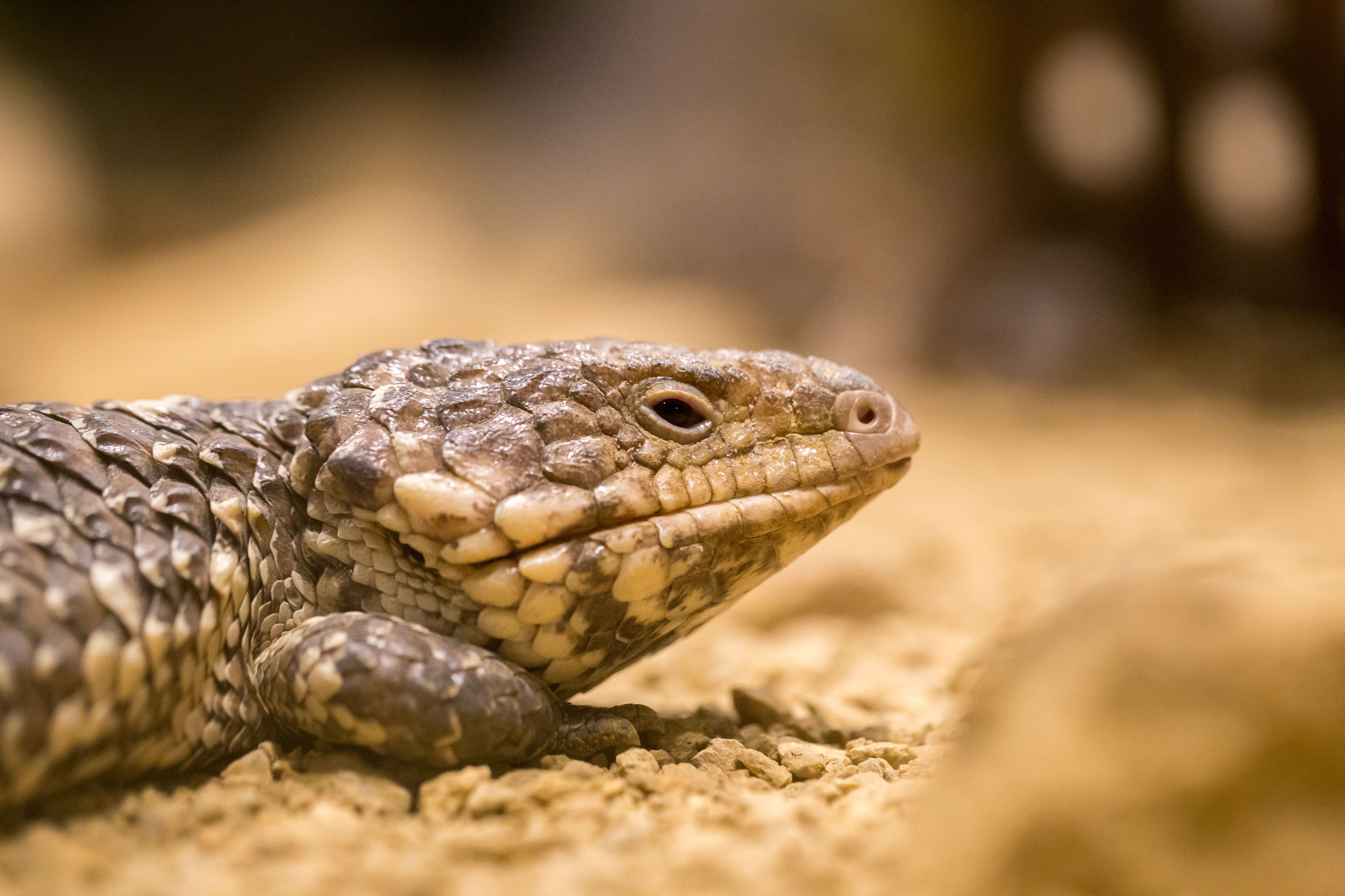 Free download wallpaper Color, Lizard, Animals, Close Up, Reptile on your PC desktop