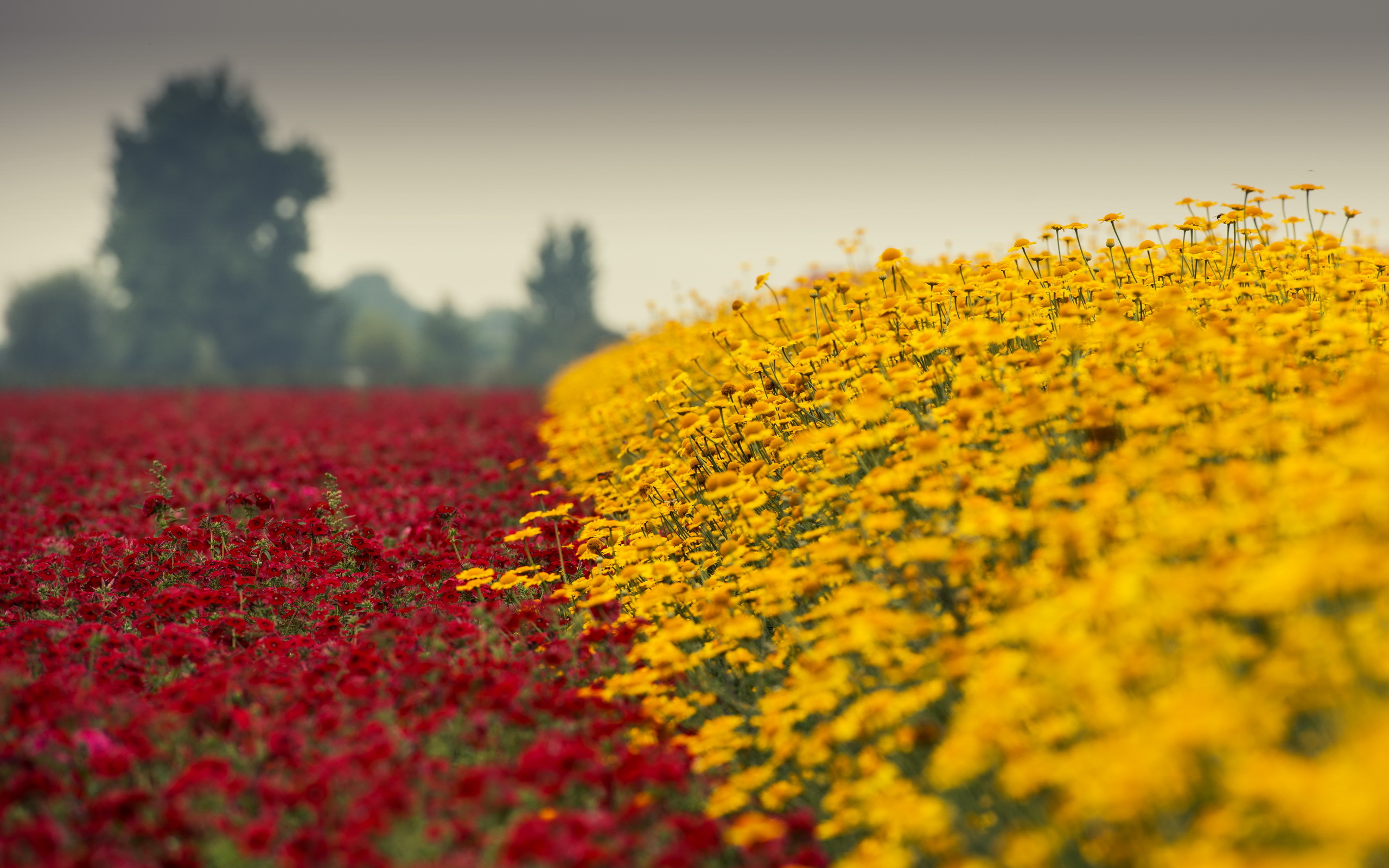 PCデスクトップにフラワーズ, 花, 地球, ボケ, 黄色い花, 赤い花, 分野画像を無料でダウンロード