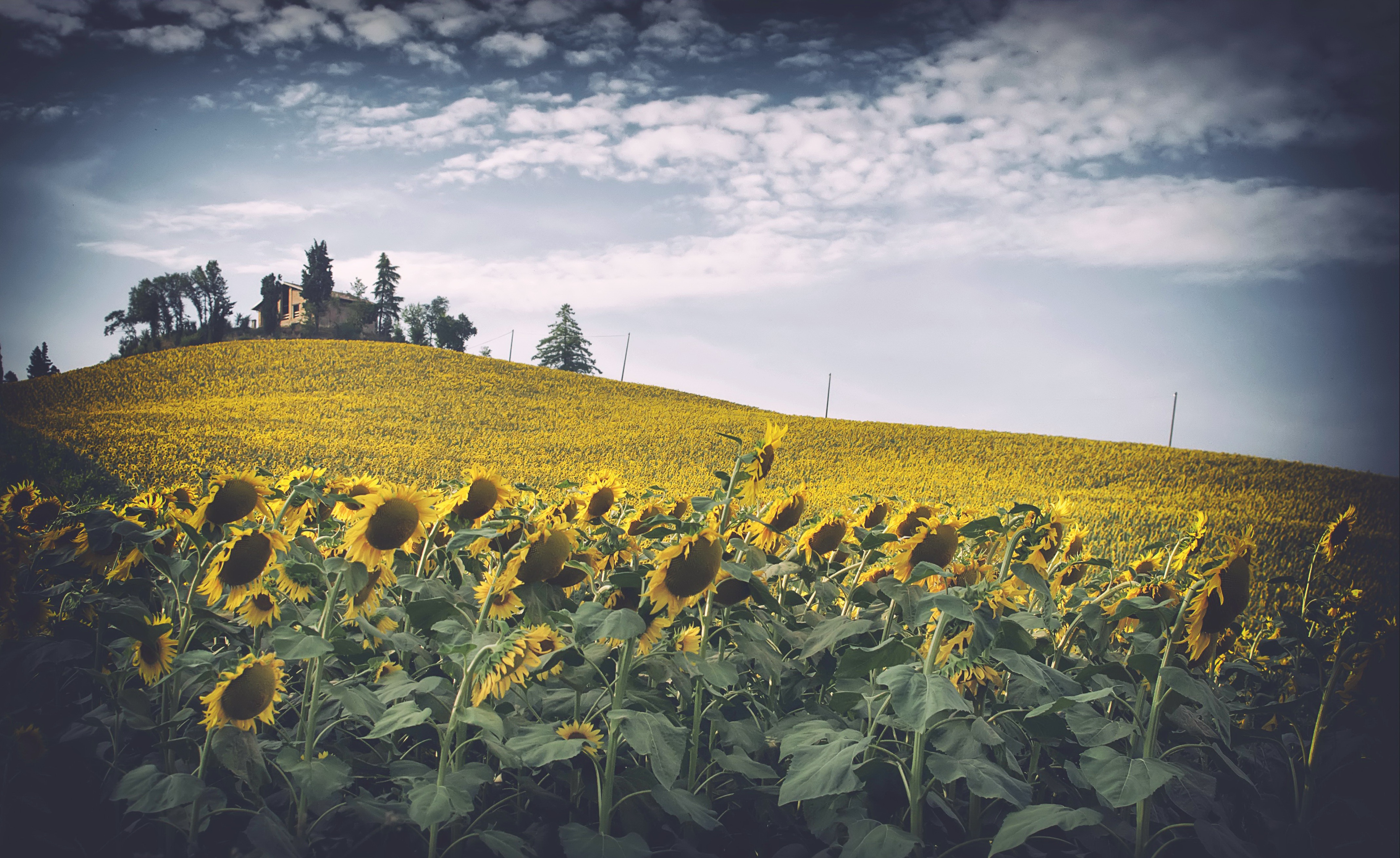 Download mobile wallpaper Nature, Flowers, Summer, Flower, Earth, Field, Hill, Sunflower, Yellow Flower for free.