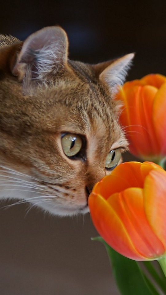 Descarga gratuita de fondo de pantalla para móvil de Animales, Gatos, Gato, Tulipán.