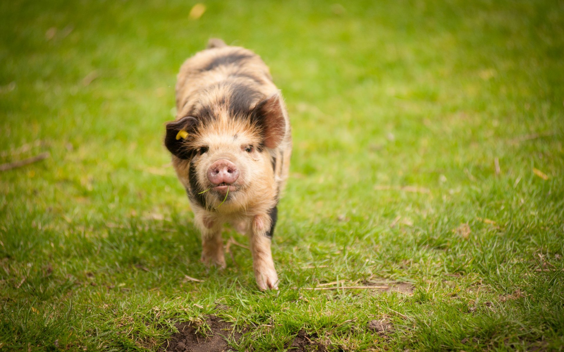 Laden Sie das Tiere, Schwein, Tierbaby-Bild kostenlos auf Ihren PC-Desktop herunter