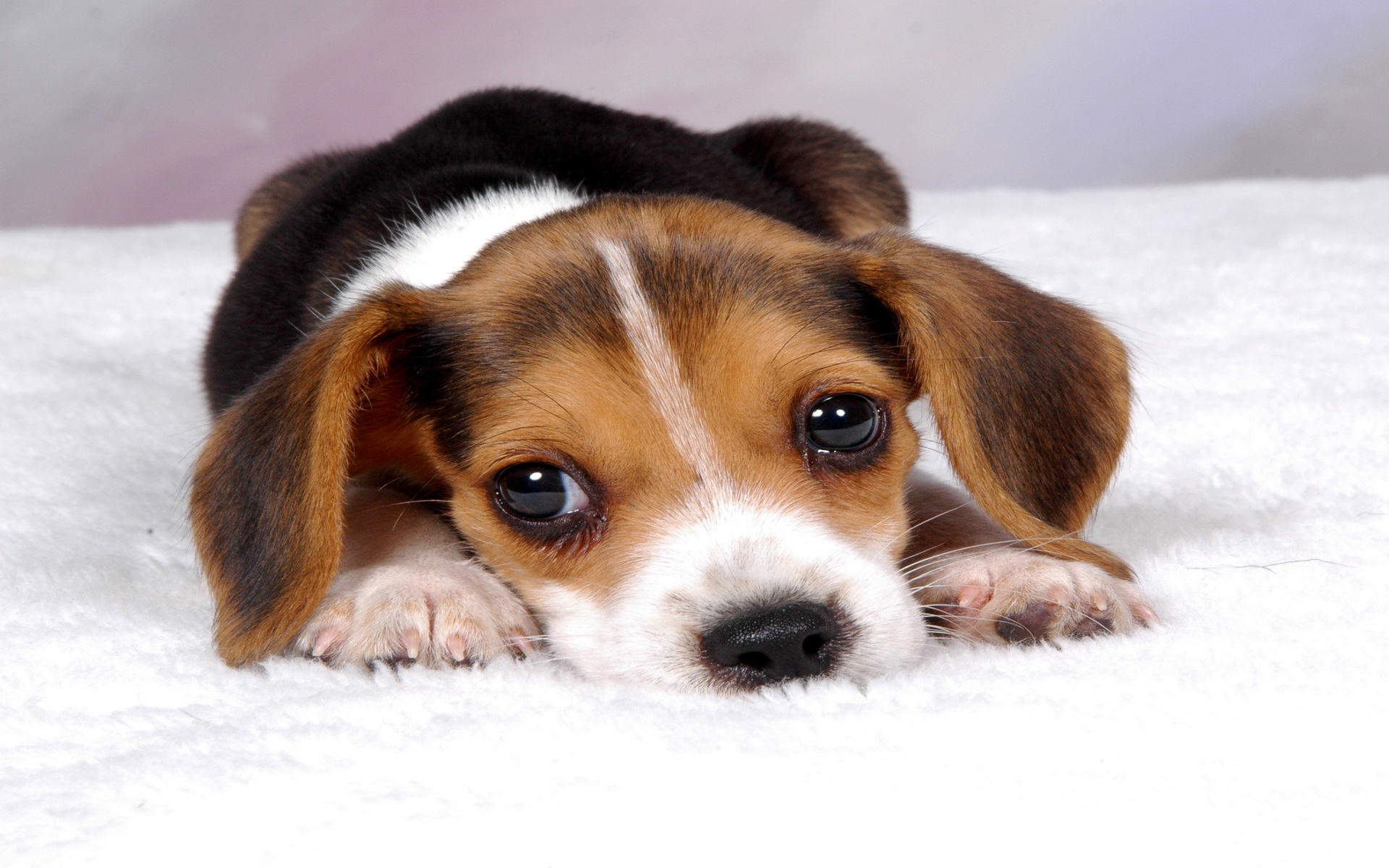 Free download wallpaper Dogs, Animal, Puppy on your PC desktop