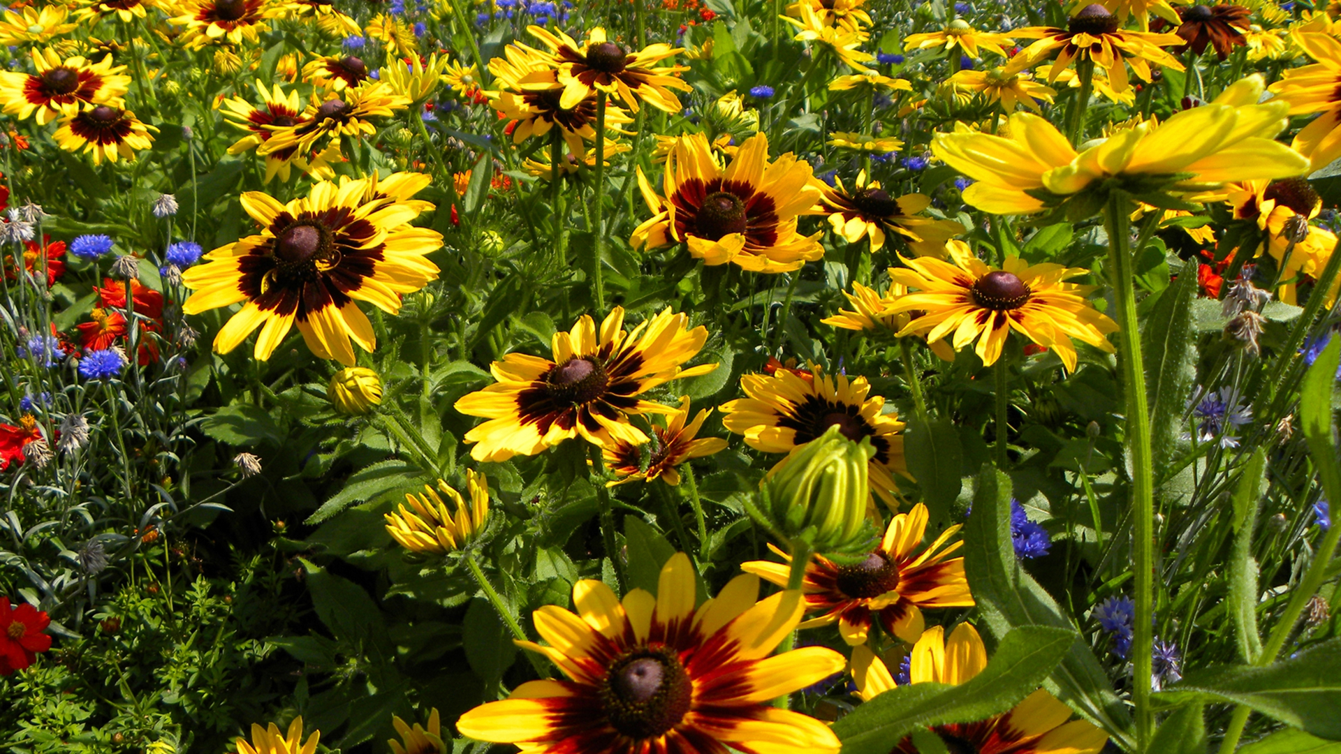 Laden Sie das Blumen, Blume, Feld, Gänseblümchen, Gelbe Blume, Erde/natur-Bild kostenlos auf Ihren PC-Desktop herunter