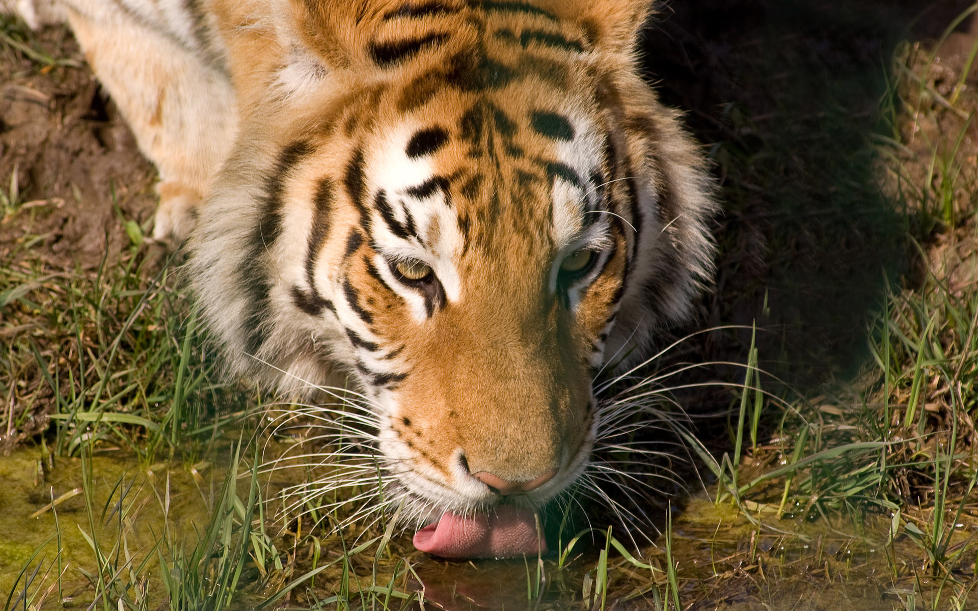 Baixar papel de parede para celular de Animais, Gatos, Tigre gratuito.