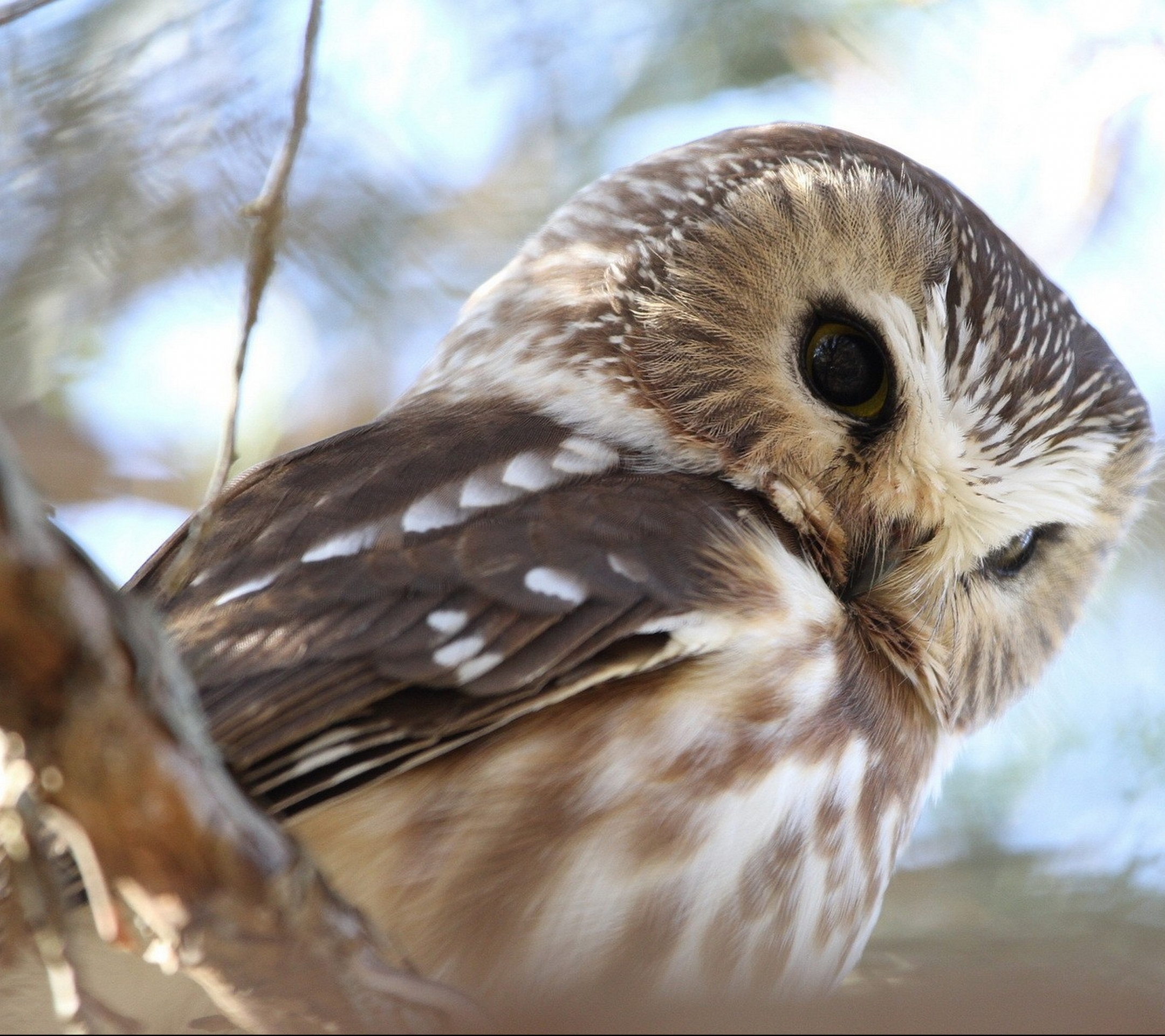 無料モバイル壁紙動物, 鳥, フクロウをダウンロードします。