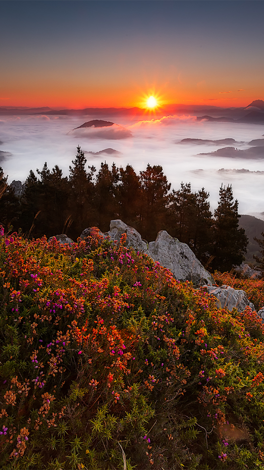 Download mobile wallpaper Sunset, Horizon, Mountain, Flower, Forest, Fog, Earth for free.