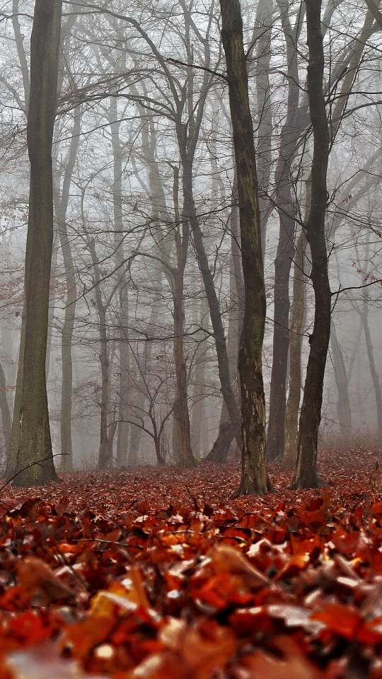 Download mobile wallpaper Nature, Forest, Tree, Fog, Leaf, Fall, Earth for free.