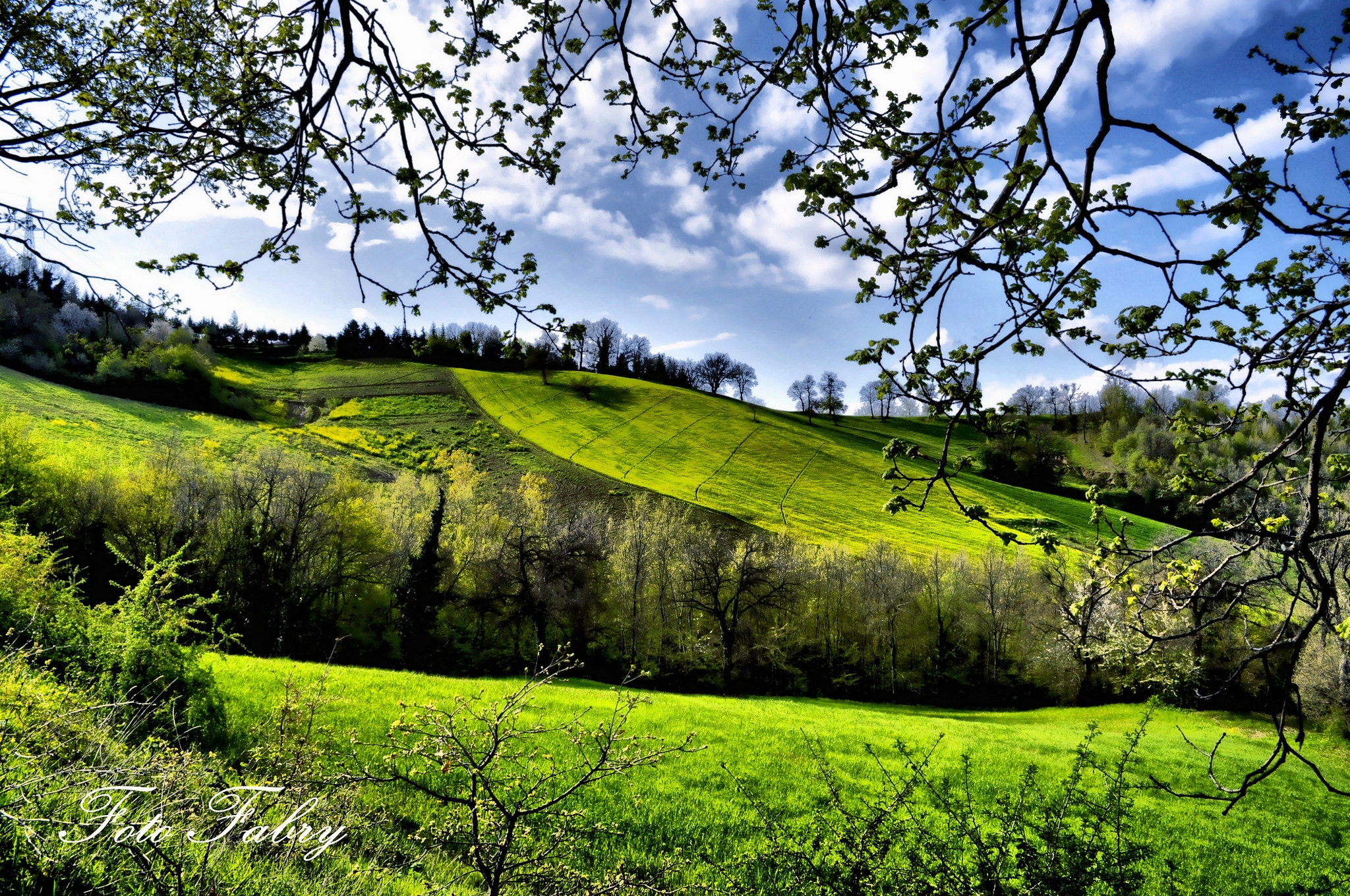 spring, nature, fields, greens, trees