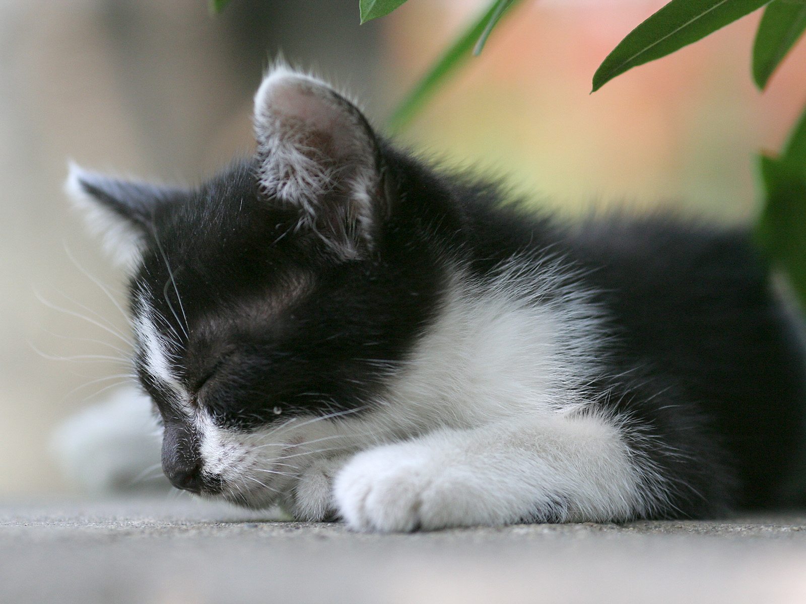 Baixar papel de parede para celular de Animais, Gatos, Gato gratuito.