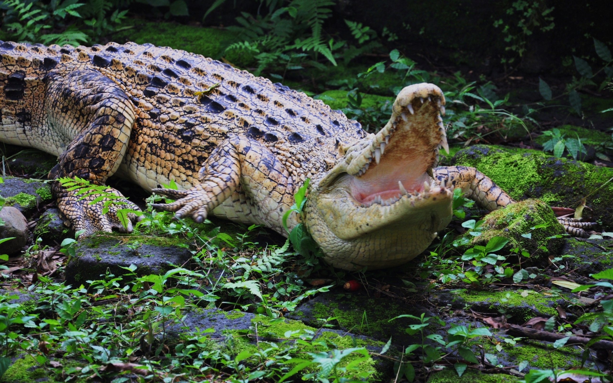 49826 скачать обои крокодилы, животные - заставки и картинки бесплатно