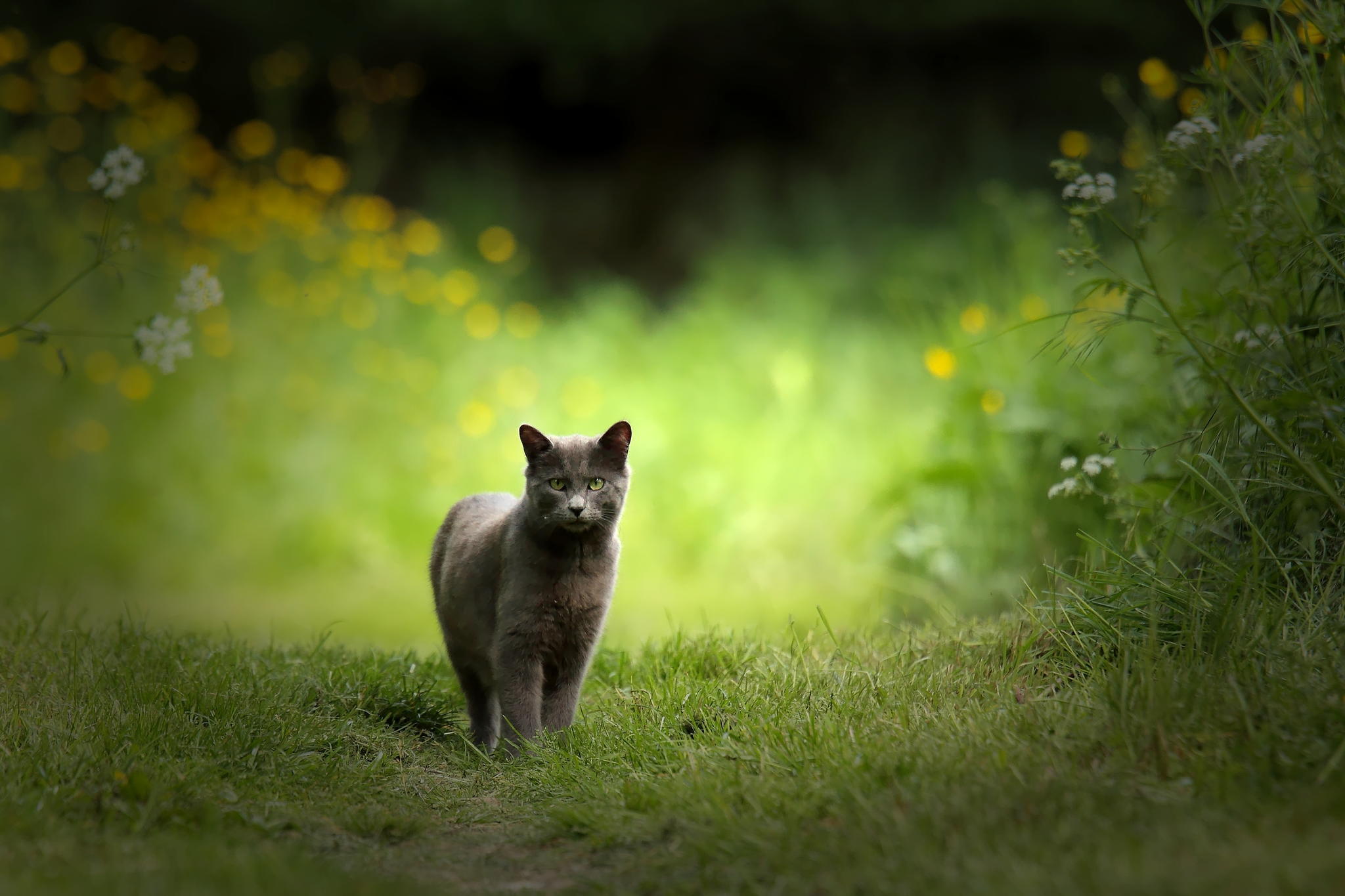 Descarga gratis la imagen Animales, Gatos, Gato en el escritorio de tu PC