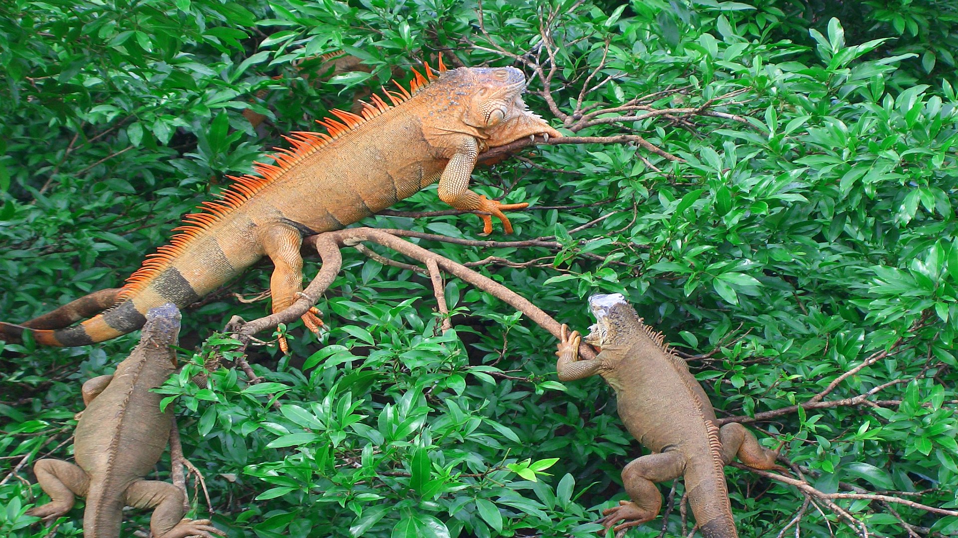 Скачать обои бесплатно Животные, Игуана, Рептилии картинка на рабочий стол ПК