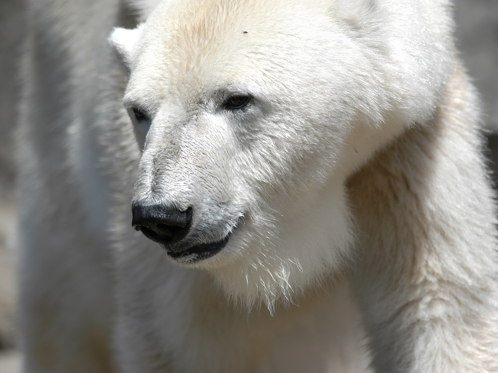 172858 télécharger l'image animaux, ours, ours polair - fonds d'écran et économiseurs d'écran gratuits