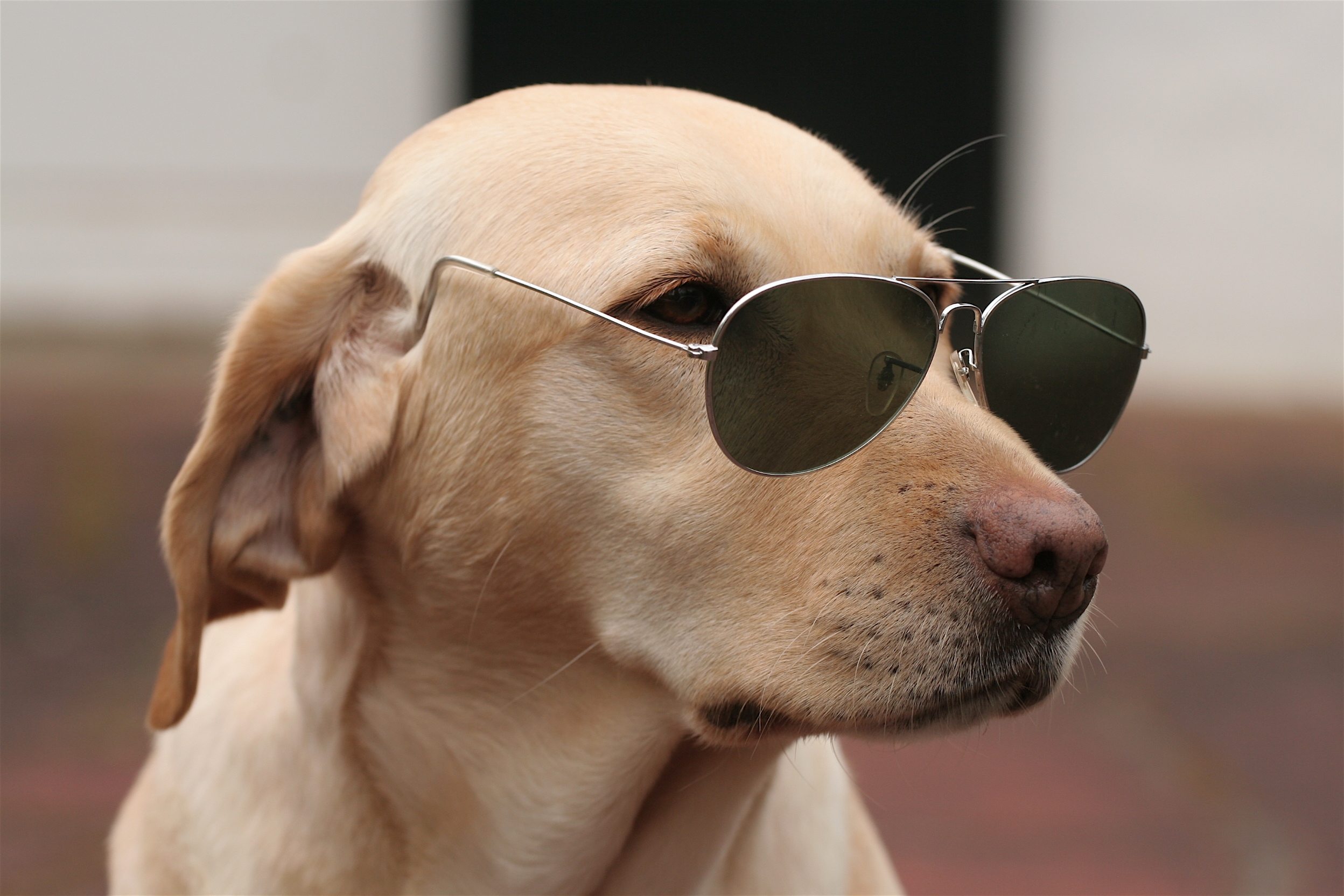 85235 descargar fondo de pantalla animales, perro, bozal, gafas de sol: protectores de pantalla e imágenes gratis