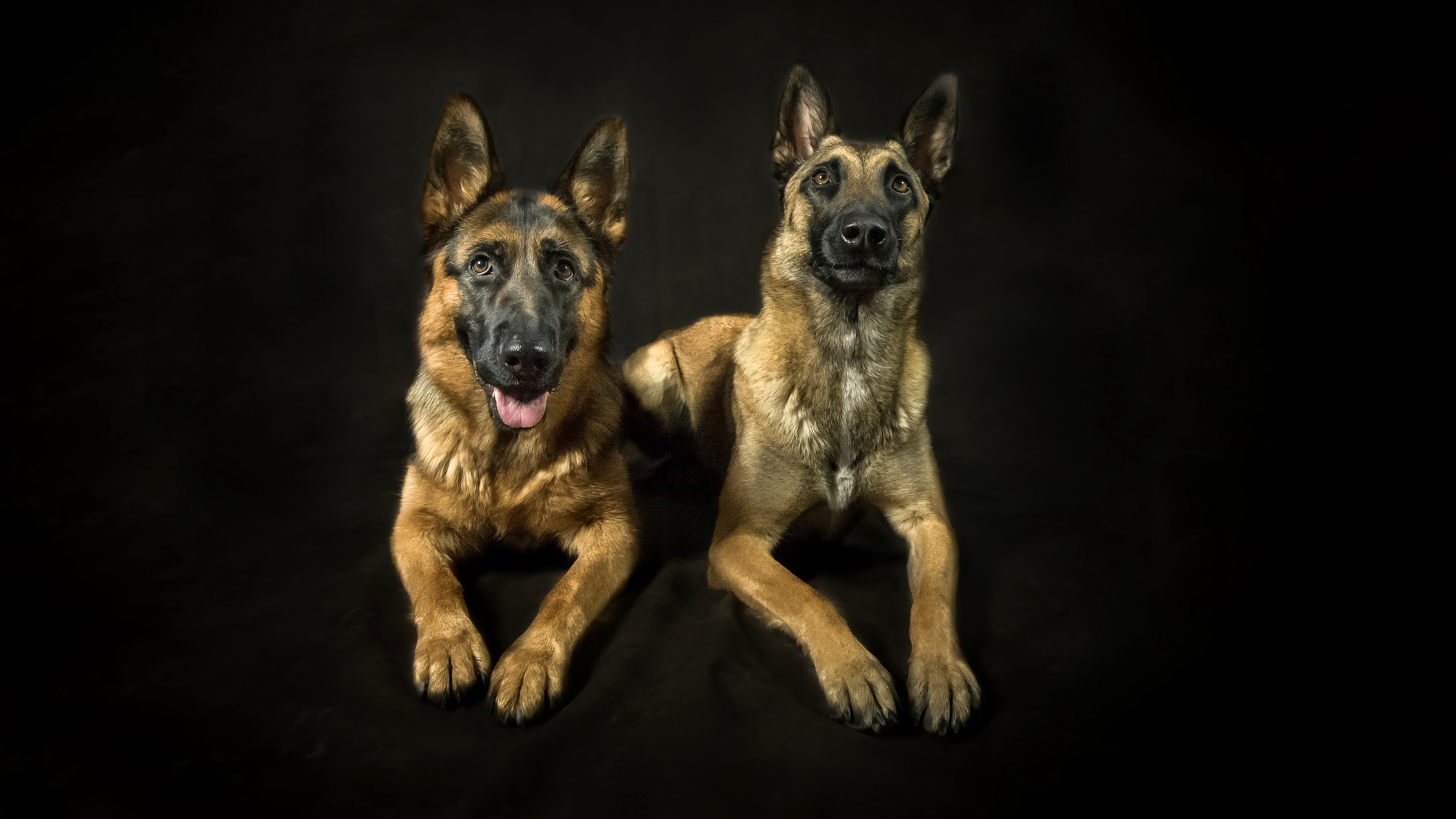Laden Sie das Tiere, Hunde, Hund, Porträt, Schäferhund-Bild kostenlos auf Ihren PC-Desktop herunter