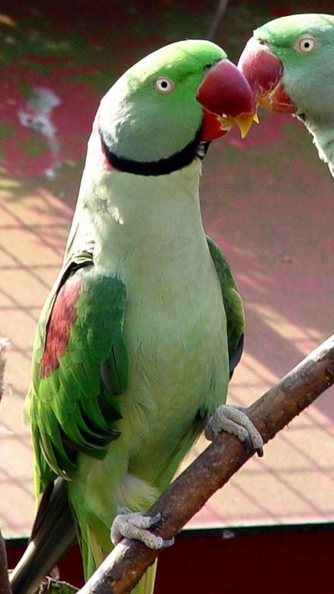 Download mobile wallpaper Birds, Bird, Animal, Parakeet for free.