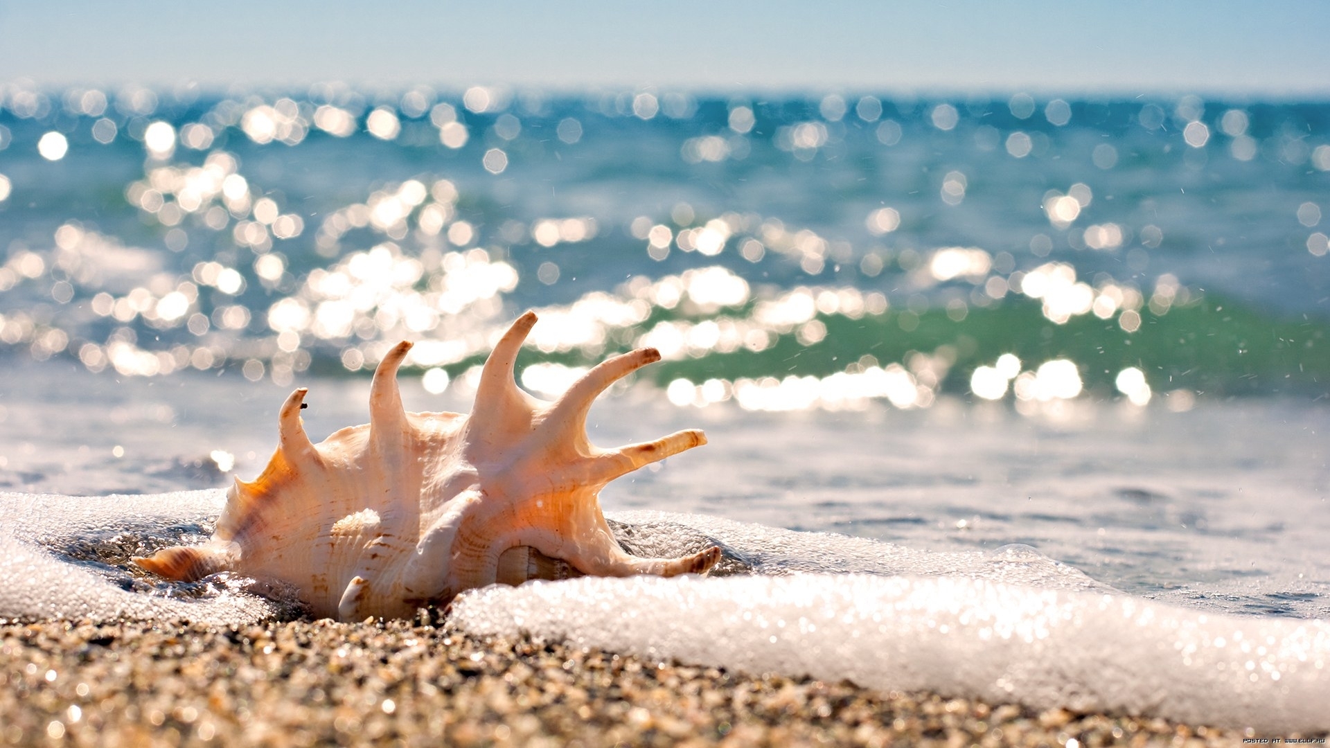 beach, background, sea, shells