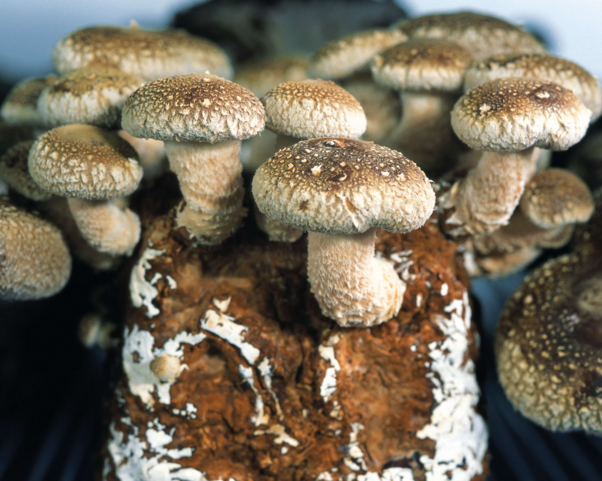 Téléchargez gratuitement l'image Champignon, Terre/nature sur le bureau de votre PC