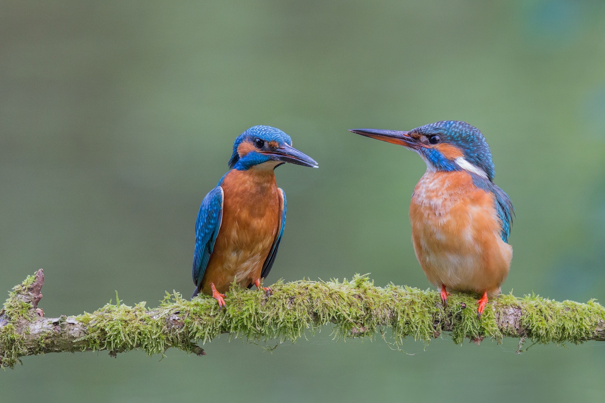 Free download wallpaper Birds, Bird, Branch, Animal, Kingfisher on your PC desktop