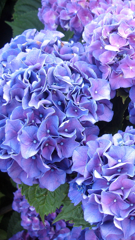 Download mobile wallpaper Flowers, Flower, Earth, Hydrangea, Purple Flower for free.