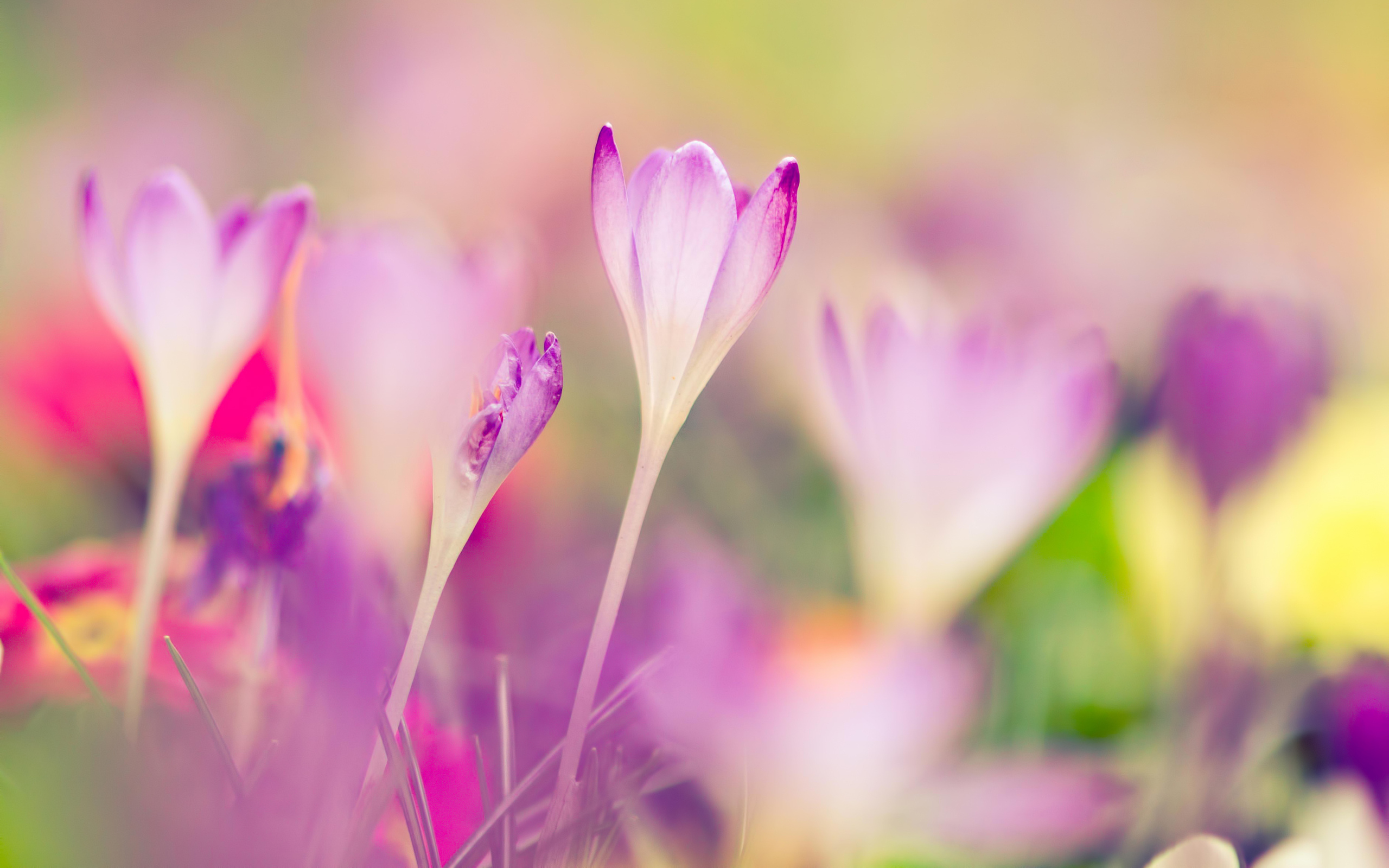 Download mobile wallpaper Crocus, Flowers, Flower, Earth for free.