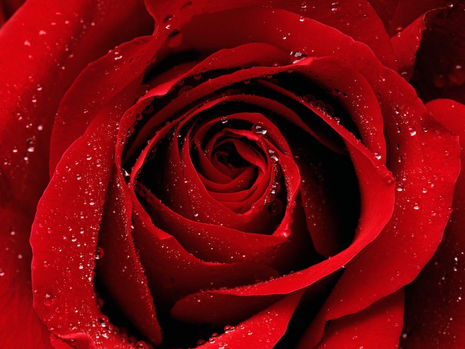 521307画像をダウンロード赤いバラ, 地球, フラワーズ, 薔薇-壁紙とスクリーンセーバーを無料で