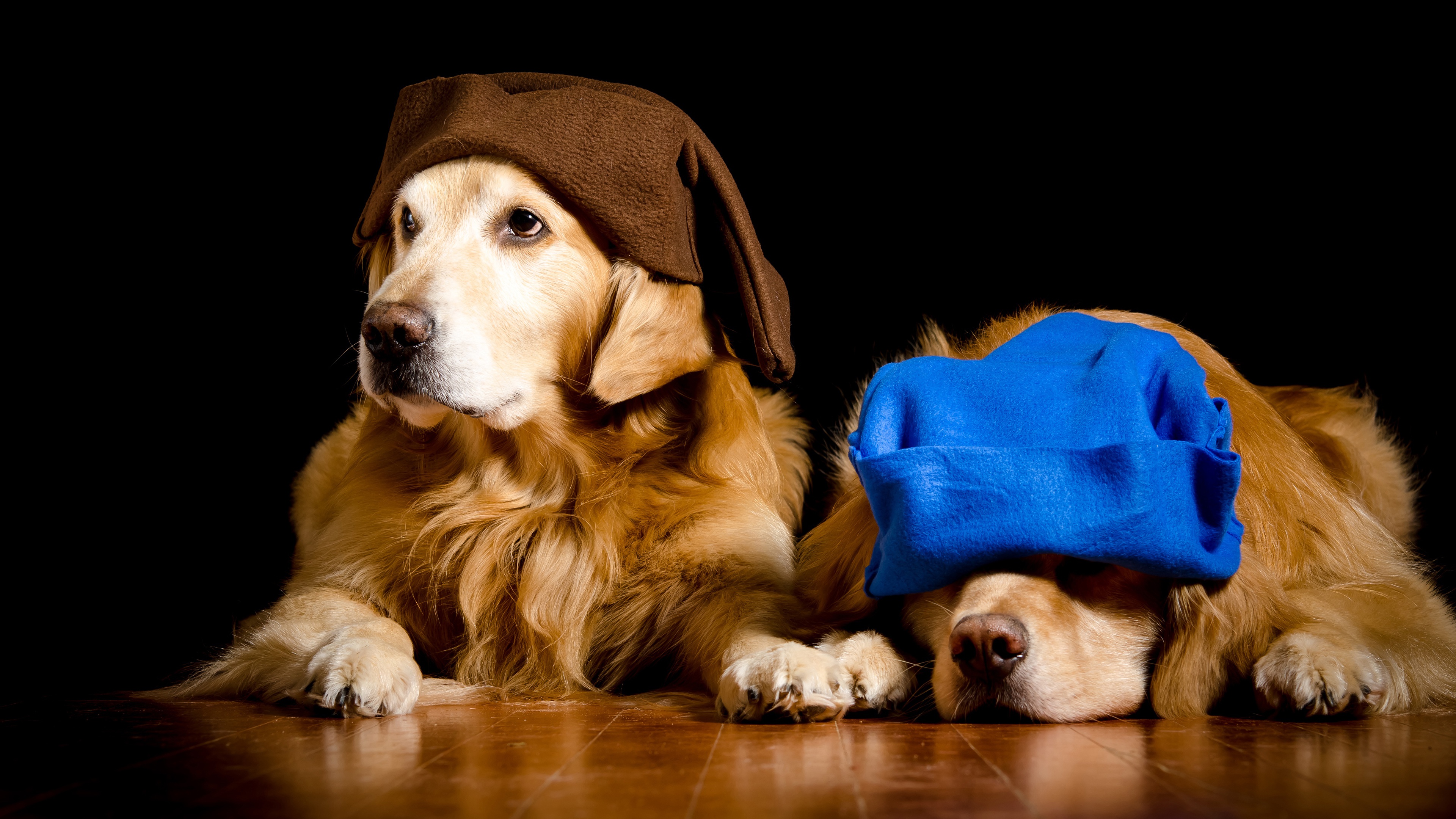 Laden Sie das Tiere, Hunde, Hund, Golden Retriever-Bild kostenlos auf Ihren PC-Desktop herunter