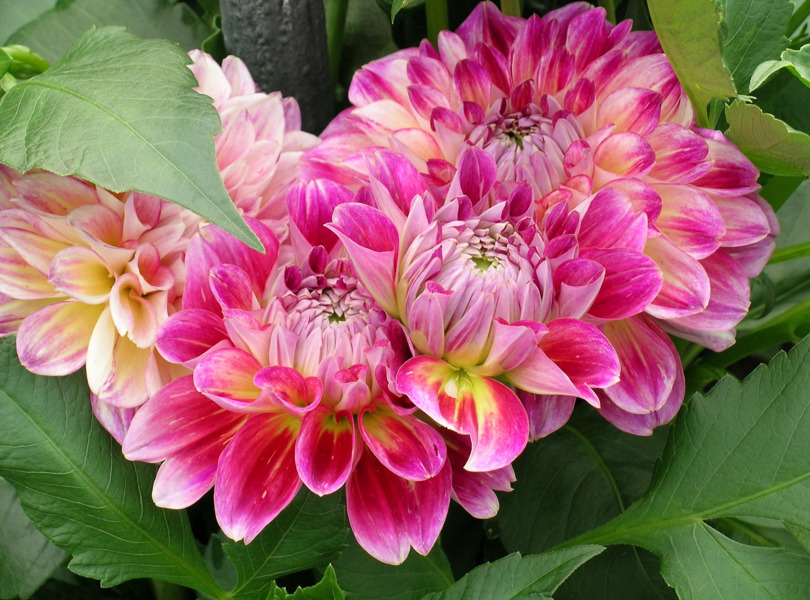 Download mobile wallpaper Flowers, Flower, Close Up, Leaf, Earth, Dahlia, Pink Flower for free.