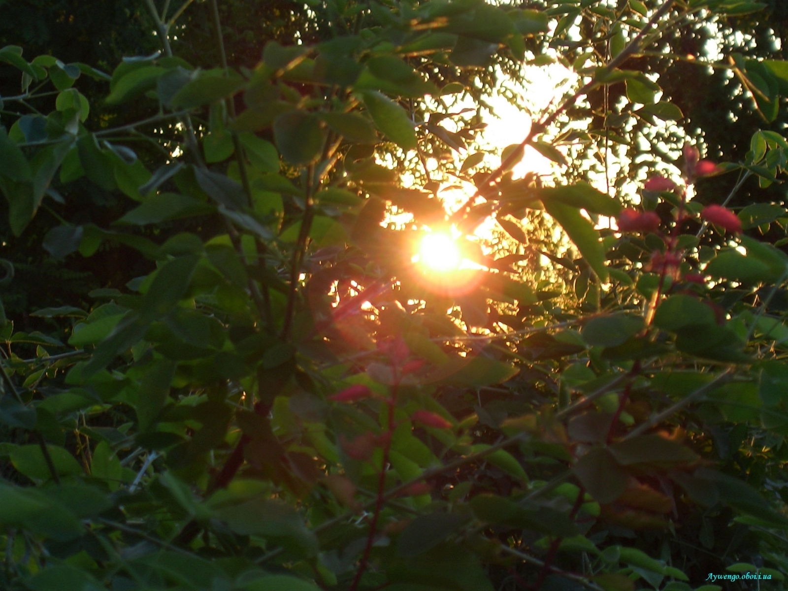 Laden Sie das Pflanzen, Sunset, Sun-Bild kostenlos auf Ihren PC-Desktop herunter