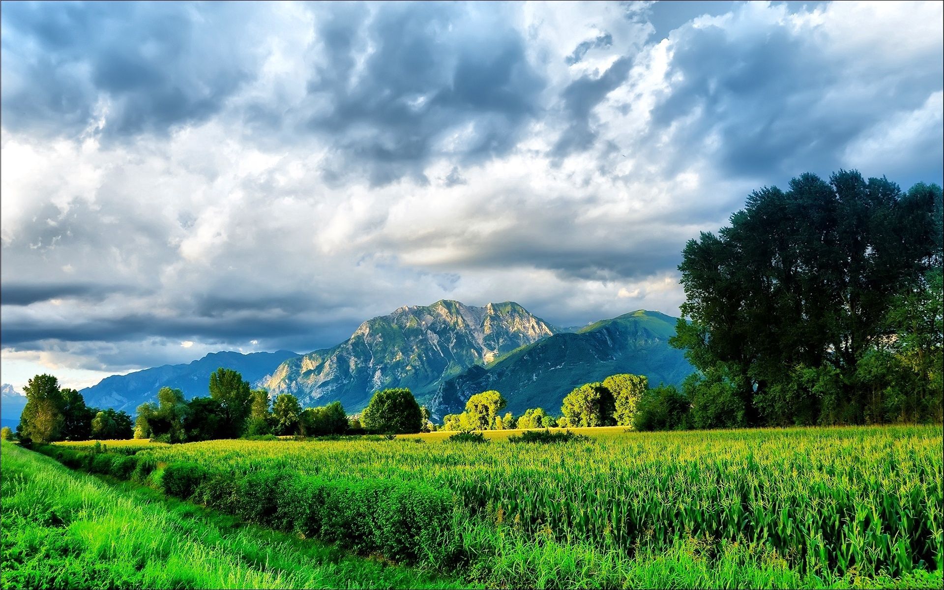 corn, nature, sky, mountains, summer, greens, field, brightly, maize